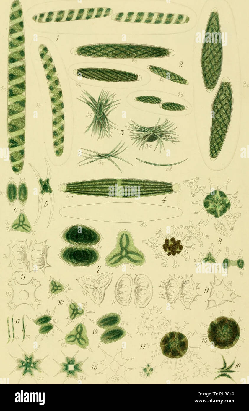 . Il British desmidieae. Desmidieae; Alghe -- la Gran Bretagna. SPmOTj;.lA. AXKl.srUDDKSAirS. I'ENJUM. CLOSTl^JUrM. STA-URAS'MUM. PKBIASTRFM. SCENEDESMUS. Tab.XXXlV.Assistenza!. ] S. /â¢enfU^isata.. 2 S.oscura. ,3 ^.falcatus. 4-1'r]ostenides. Â 5 C. aciituTn. 6 S.pol)mo}phum. 7S. hrevispina. &Amp; S.ti'icoryte. .9 S. tnrirUiculosum. JOS.piifigen^ 21S. (/Iiadra7ic/iila}r J2 S. hmafum . /.LS 11(11 fi'rnm . J'/- S.iefifentm . IST.snuplt^j-. /6 S.ari(t//s. J7Schi^lex. J:^. /F:ftrur.r, &lt;&amp;/.. Si prega di notare che queste immagini vengono estratte dalla pagina sottoposta a scansione di immagini che possono essere state migliorate digitalmente Foto Stock