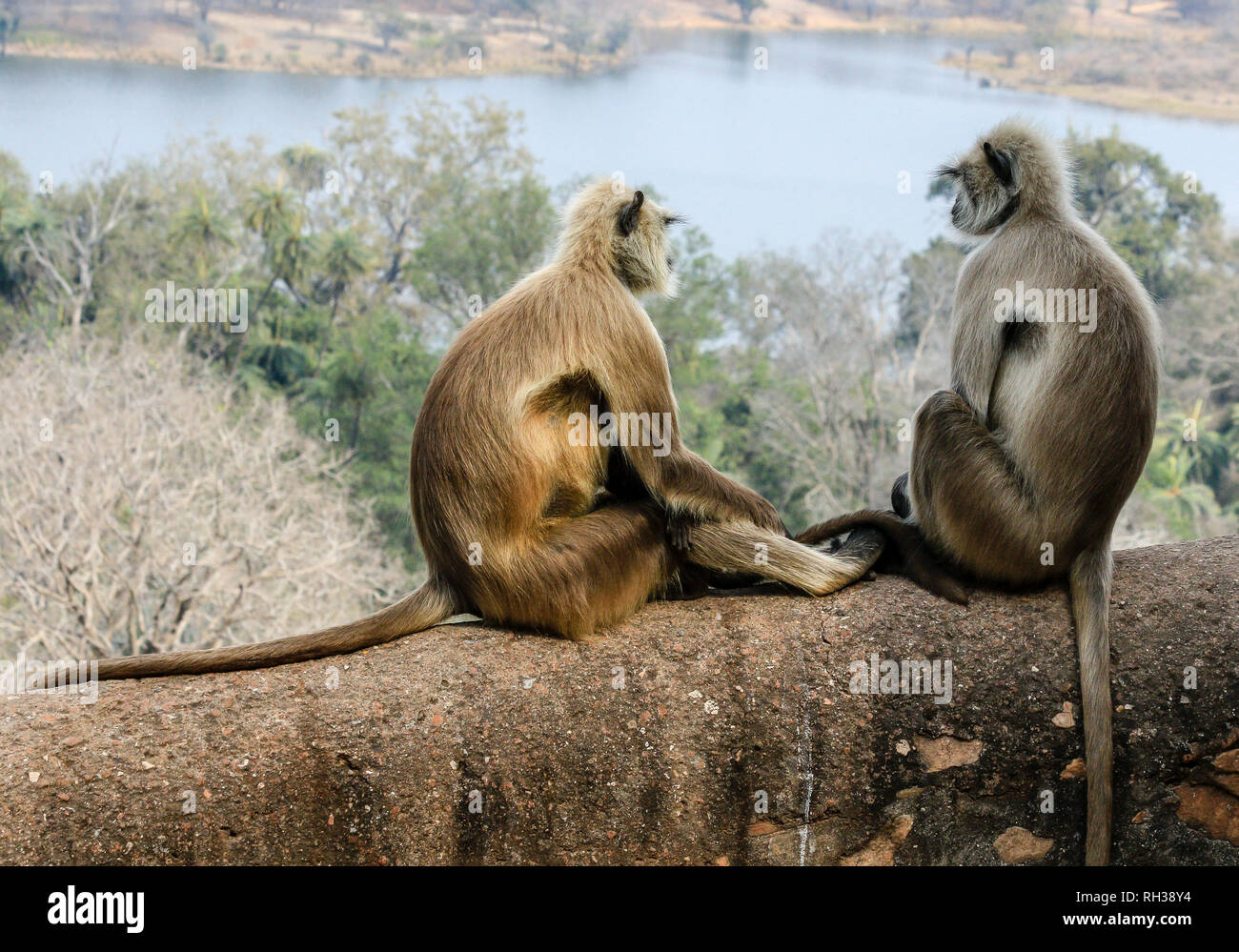 2 grigio langur / Hanuman langur (Semnopithecus entellus) scimmie sembrano essere parlando al Parco nazionale di Ranthambore, Sawai Madhopur, Rajasthan, India Foto Stock