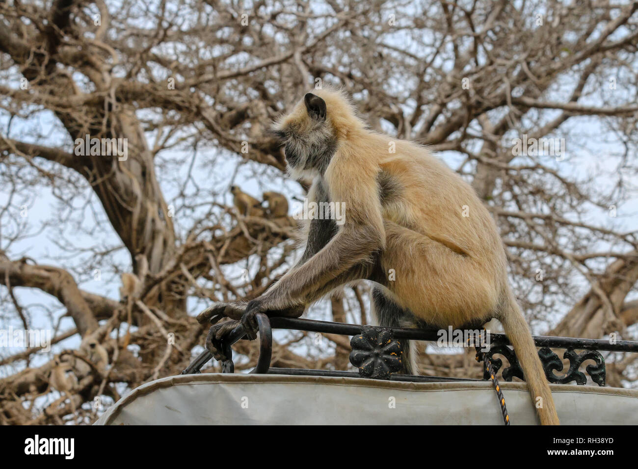 Grigio / langur Hanuman langur (Semnopithecus entellus) monkey scalata di un albero nel Parco nazionale di Ranthambore, Sawai Madhopur, Rajasthan, India Foto Stock
