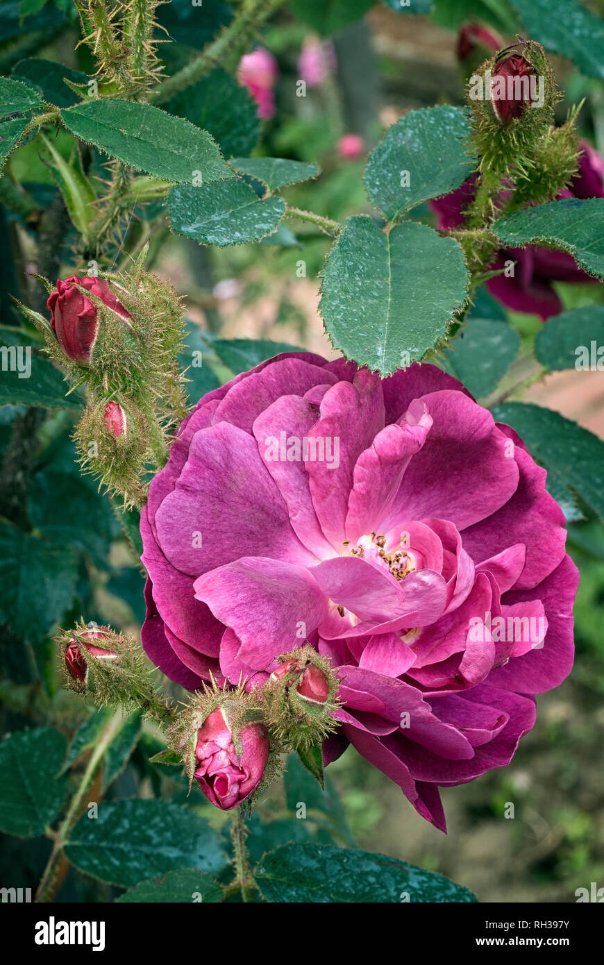 Rosa cv. Vecchio rosso Moss; Rosacee; shurb; Moss; fiore doppio Carmine-rosso. Altro nome rosa centifolia f. muscosa rubra . Foto Stock