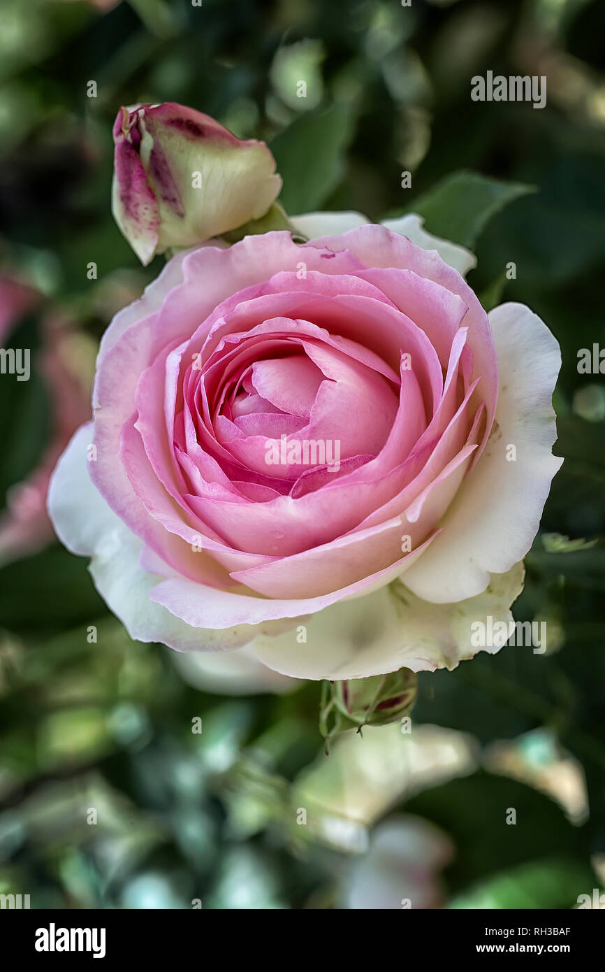 Rosa cv. Pierre de Ronsard; MEIviolin; Rosacee; scalata shurb; Large-Flowered scalatore; fiore doppia panna, Carmine di bordi di colore rosa. Altro nome Eden, Ede Foto Stock