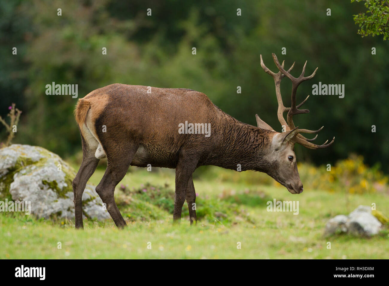 Un maschio di cervi rossi nel Saja-Besaya parco naturale, Spagna Foto Stock