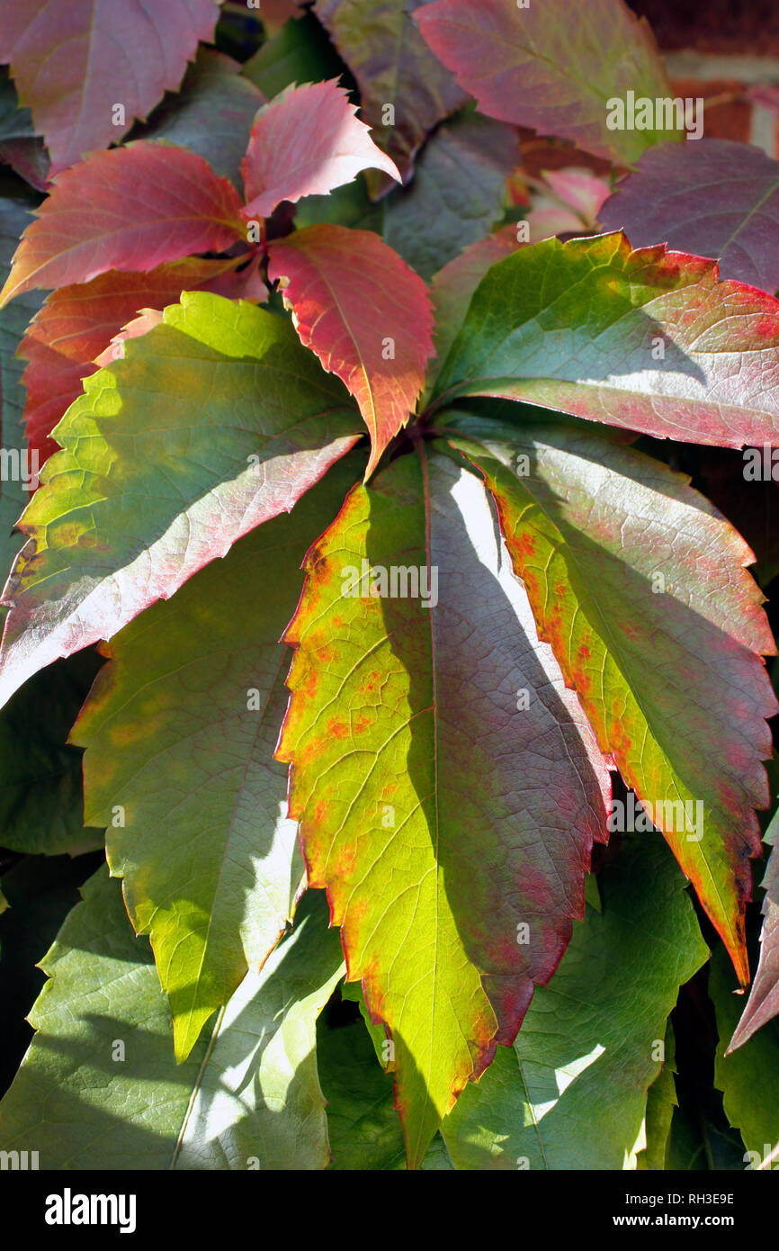 Close up della Virginia superriduttore - Parthenocissus quinquefolia autunno fogliame colorato Foto Stock