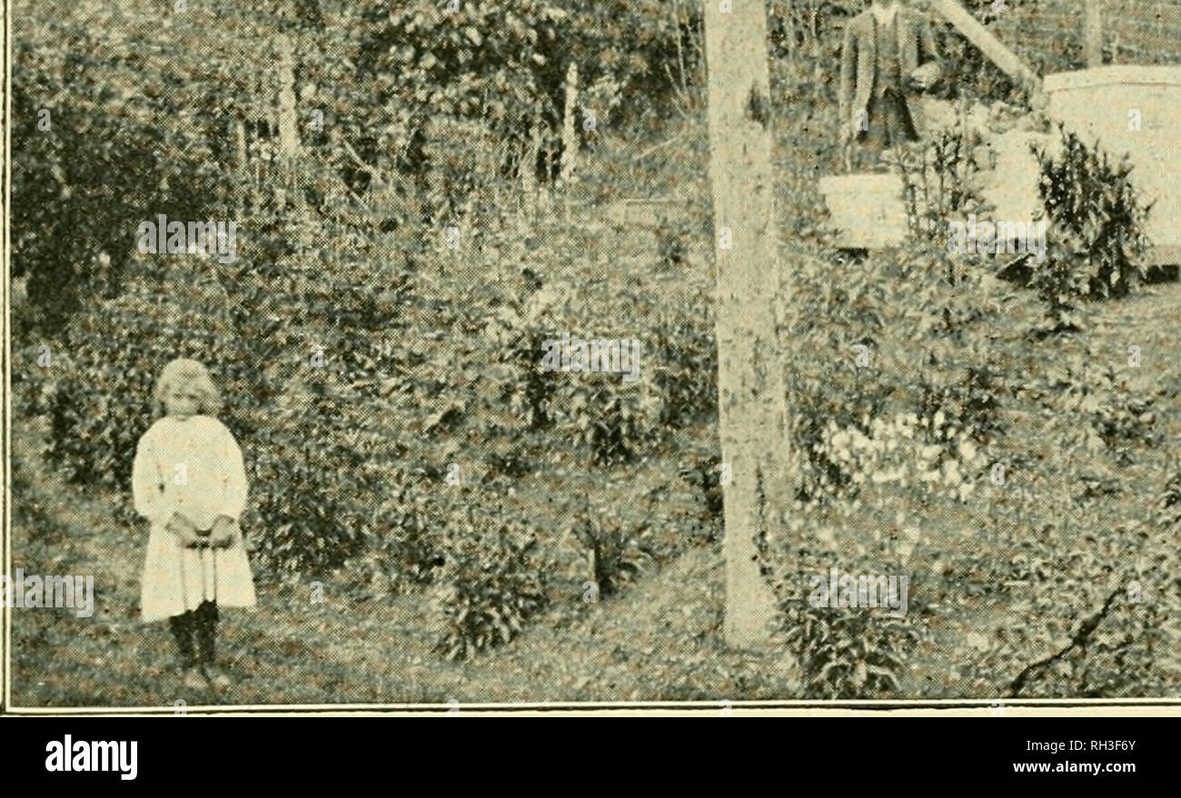 . British bee ufficiale &AMP; gli apicoltori consigliere. Le api. Luglio :31, 1913.] LA BRITISH BEE UFFICIALE. 303 abbondanza, whicli ho per lo più restituito. Wliat ho intenzione di provare la prossima stagione è di lasciare il Queens hanno accesso ai venti lang- stroth frame. Sto lavorando poco profonda in frame melari con fondazioni drone- zione. Sarete felici di sapere che, per quanto ho potuto accertare che questa Provincia è abbastanza libero da eventuali malattie delle api, e spero che continuerà a rimanere tale. Il sig. L. Harris, fine di "High Wycombe, Bucks, è il governo In- spector per questo distretto, sotto il pro- vincial fallo Foto Stock