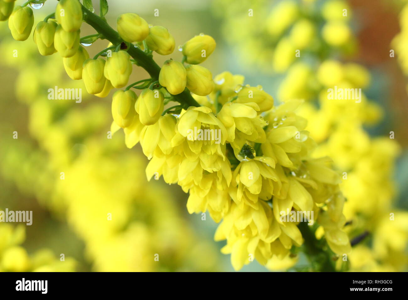 Mahonia x media "Carità". Fiori invernali di Mahonia "Carità" - chiamato anche uva di Oregon "Carità", Novembre, REGNO UNITO Foto Stock