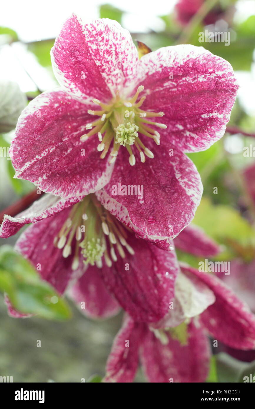 Clematis cirrhosa var. purpurascens 'Lansdowne Gemma'. Fiori invernali di Clematis 'Lansdowne Gem' in un giardino di novembre, REGNO UNITO Foto Stock