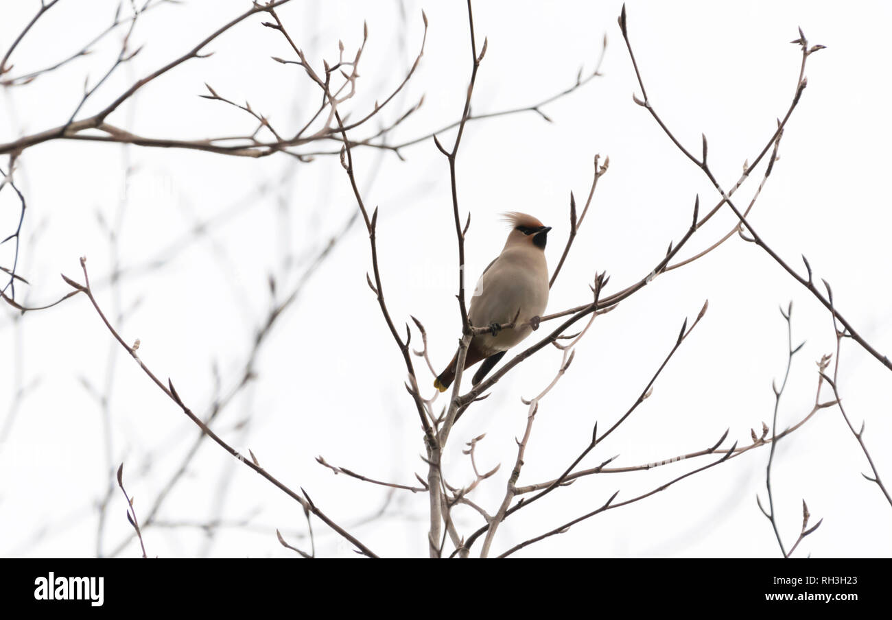 Waxwing appollaiato su albero Bombycilla garrulous Foto Stock