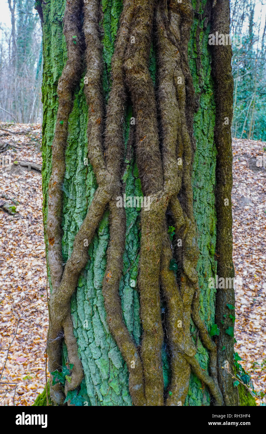 Tronco di albero strangolata da radici di parassiti, Wenkenpark Basel, Svizzera. Foto Stock