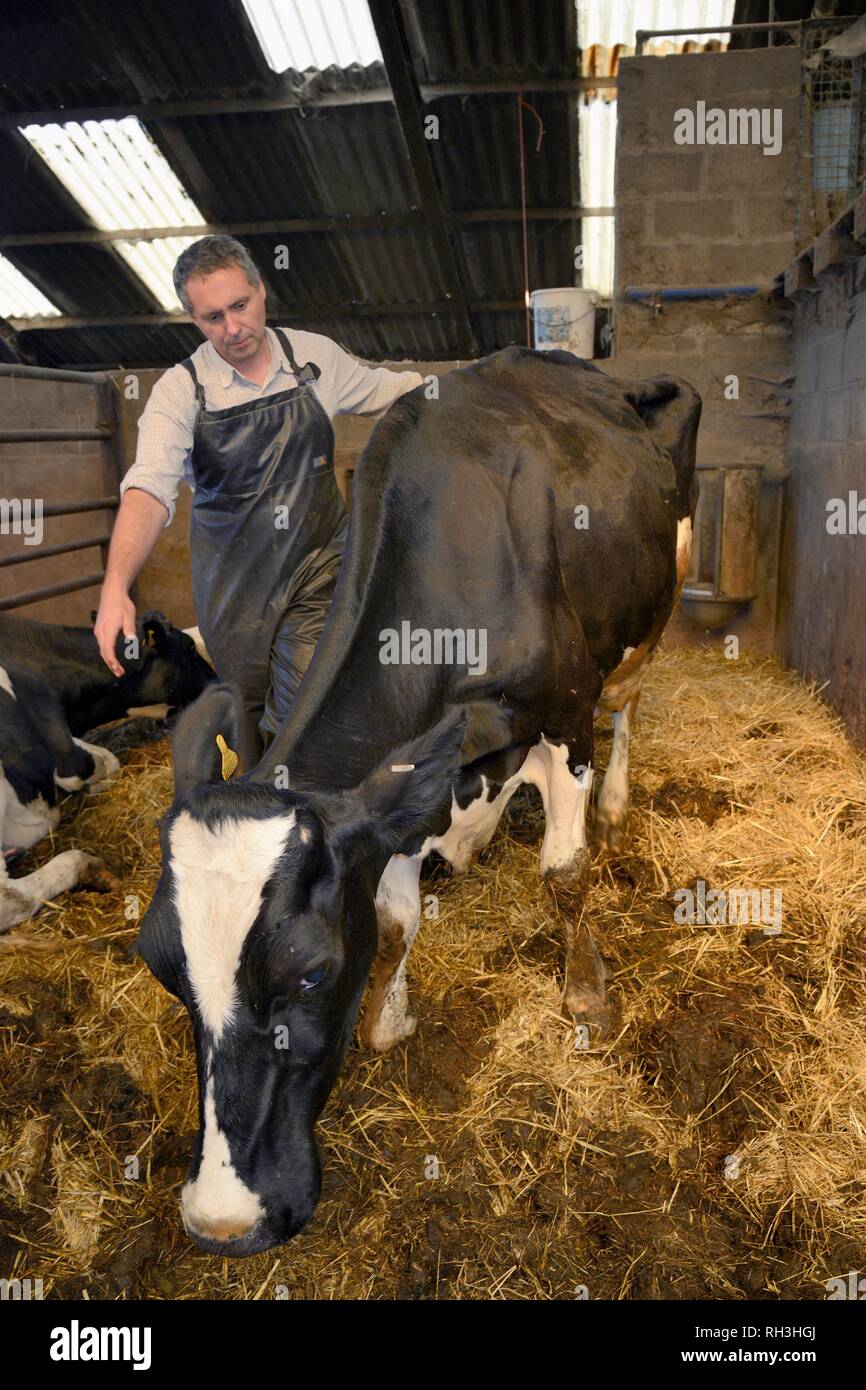 Veterinario di ispezione di un malato Holstein mucche frisone (Bos taurus) in un granaio, Gloucestershire, UK. Foto Stock