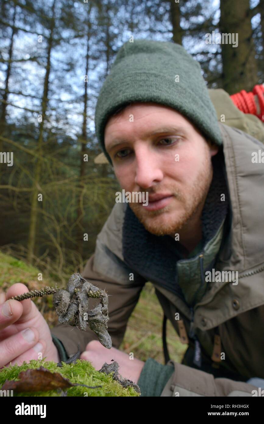 Martora (Martes martes) scat trovati in Galles dopo la reintroduzione dalla Scozia contenente peli di scoiattolo grigio, una delle principali specie di preda. Foto Stock