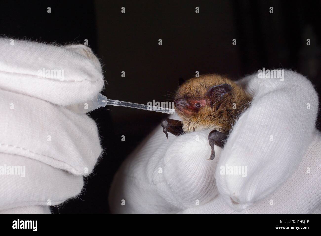 Whiskered bat (Myotis mystacinus) dato acqua da una pipetta da Samantha Pickering nella bat rescue center a casa sua, Barnstaple, Devon, Regno Unito Foto Stock
