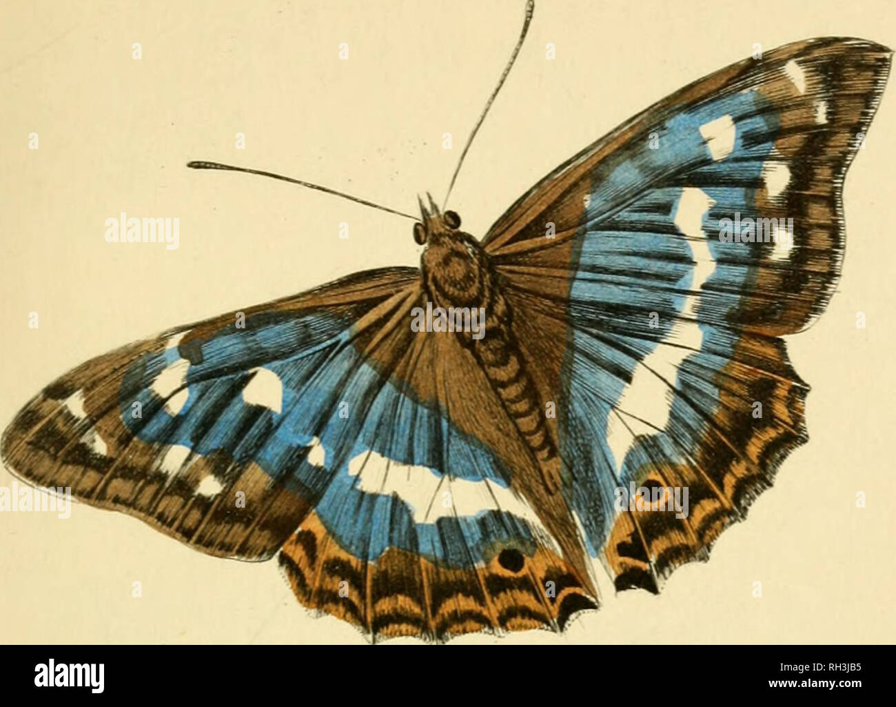 . British farfalle. Werner, Abraham Gottlob, 1749-1817; farfalle. Piastra 21.. Si prega di notare che queste immagini vengono estratte dalla pagina sottoposta a scansione di immagini che possono essere state migliorate digitalmente per la leggibilità - Colorazione e aspetto di queste illustrazioni potrebbero non perfettamente assomigliano al lavoro originale. Duncan James, 1804-1861; Cuvier, Georges, barone, 1769-1832; Jardine, William, Sir, 1800-1874; Burth, Edward Henry, ex proprietario. DSI. Edinburgh : W. H. Lizars ; Londra : Henry G. Bohn Foto Stock