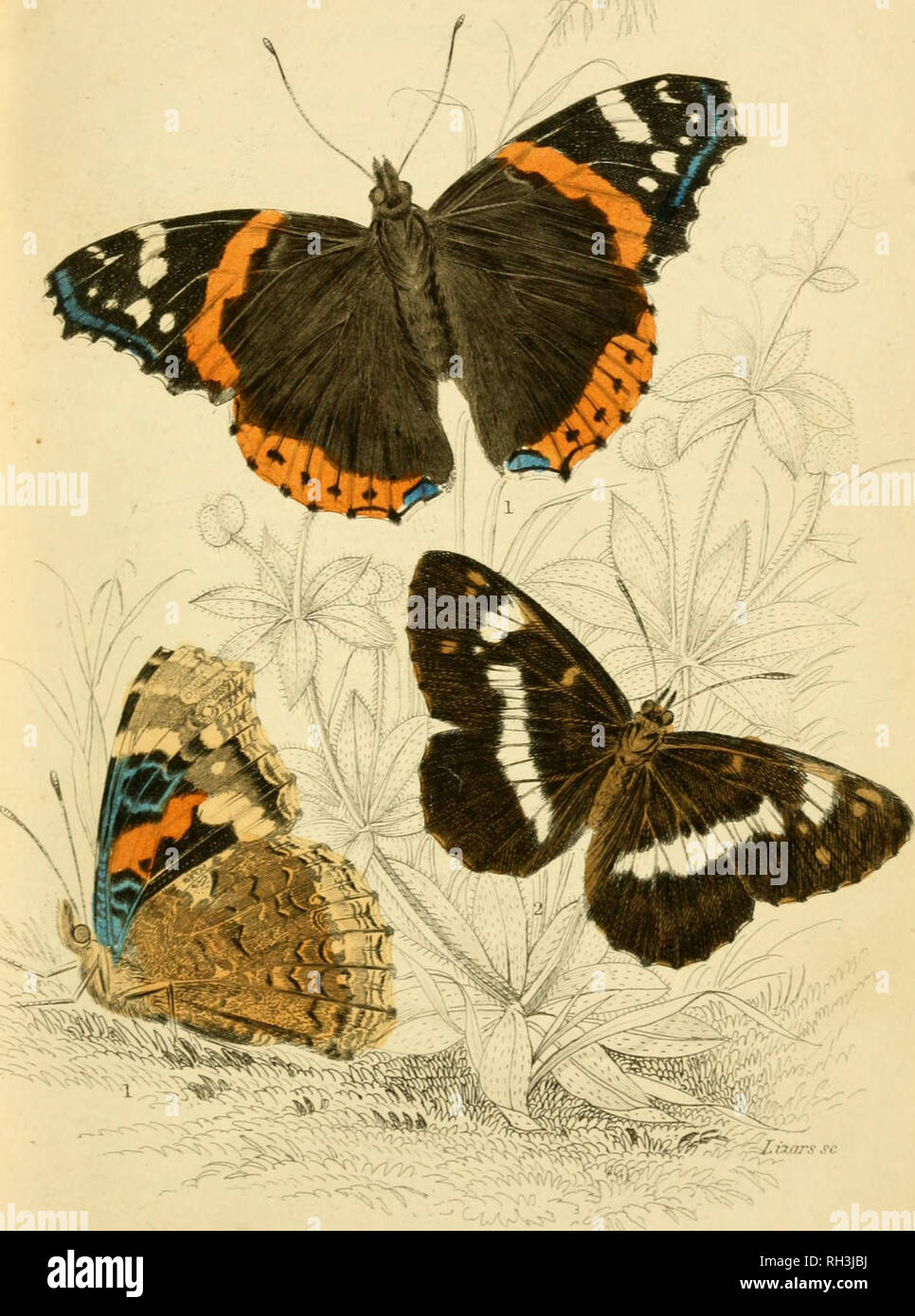 . British farfalle. Werner, Abraham Gottlob, 1749-1817; farfalle. 1.] anes&amp;i ZXimmitis ('a/rulla rosso,l'Ammiraglio II7//A- .///â. Si prega di notare che queste immagini vengono estratte dalla pagina sottoposta a scansione di immagini che possono essere state migliorate digitalmente per la leggibilità - Colorazione e aspetto di queste illustrazioni potrebbero non perfettamente assomigliano al lavoro originale. Duncan James, 1804-1861; Cuvier, Georges, barone, 1769-1832; Jardine, William, Sir, 1800-1874; Burth, Edward Henry, ex proprietario. DSI. Edinburgh : W. H. Lizars ; Londra : Henry G. Bohn Foto Stock
