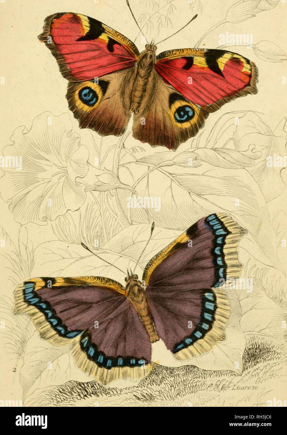 . British farfalle. Werner, Abraham Gottlob, 1749-1817; farfalle. Piastra se. Peacock B. CamherwelLbeauA. Si prega di notare che queste immagini vengono estratte dalla pagina sottoposta a scansione di immagini che possono essere state migliorate digitalmente per la leggibilità - Colorazione e aspetto di queste illustrazioni potrebbero non perfettamente assomigliano al lavoro originale. Duncan James, 1804-1861; Cuvier, Georges, barone, 1769-1832; Jardine, William, Sir, 1800-1874; Burth, Edward Henry, ex proprietario. DSI. Edinburgh : W. H. Lizars ; Londra : Henry G. Bohn Foto Stock
