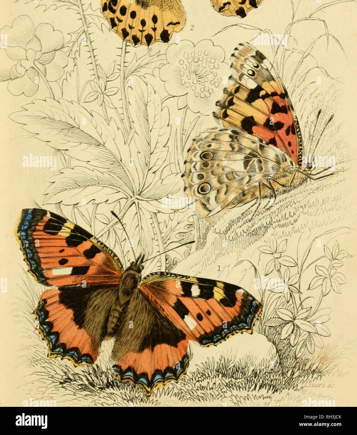 . British farfalle. Werner, Abraham Gottlob, 1749-1817; farfalle. SmalLTortoist-vernice shellB&amp;lZadyB.. Si prega di notare che queste immagini vengono estratte dalla pagina sottoposta a scansione di immagini che possono essere state migliorate digitalmente per la leggibilità - Colorazione e aspetto di queste illustrazioni potrebbero non perfettamente assomigliano al lavoro originale. Duncan James, 1804-1861; Cuvier, Georges, barone, 1769-1832; Jardine, William, Sir, 1800-1874; Burth, Edward Henry, ex proprietario. DSI. Edinburgh : W. H. Lizars ; Londra : Henry G. Bohn Foto Stock