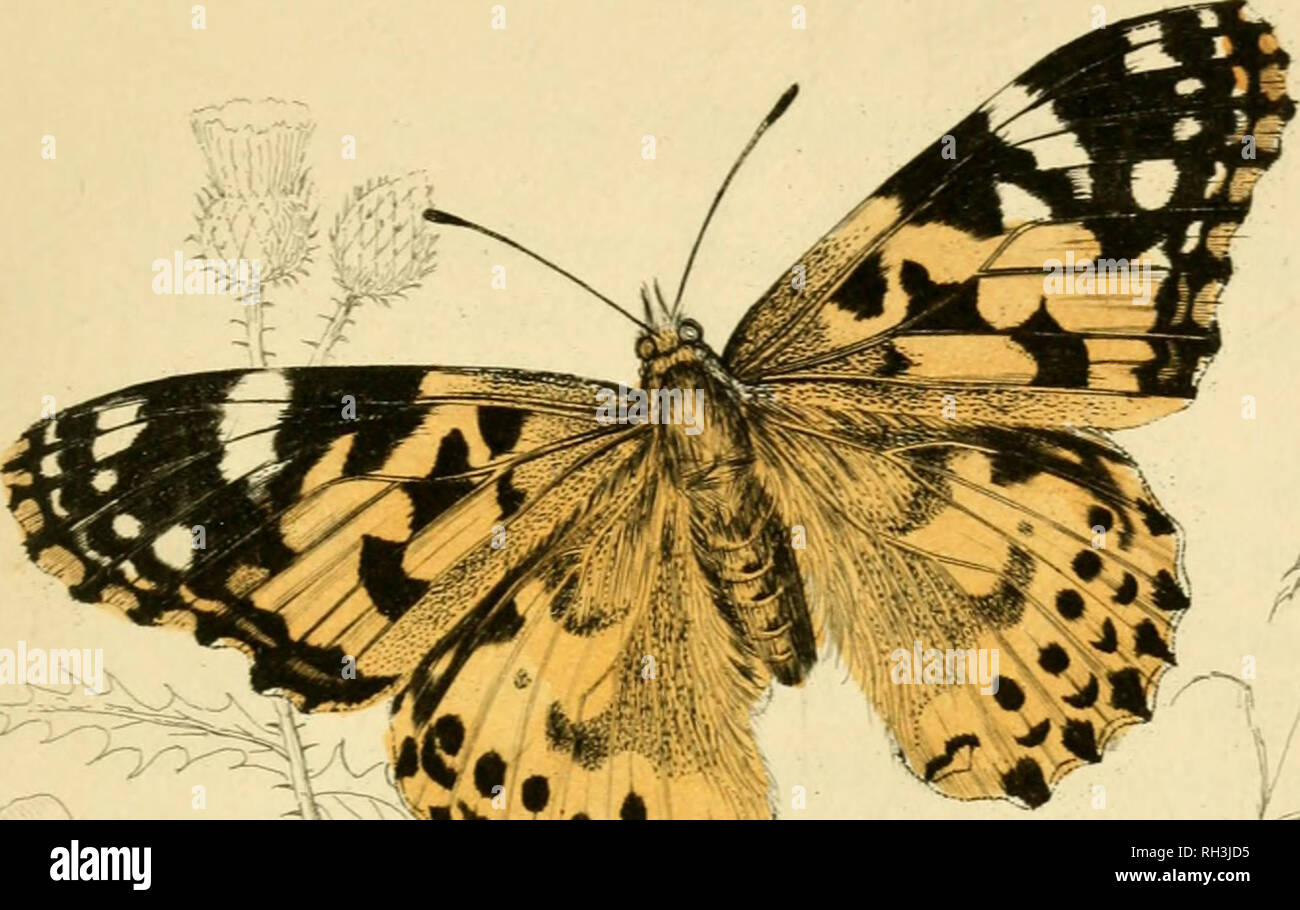 . British farfalle. Werner, Abraham Gottlob, 1749-1817; farfalle. Piastra 19.. Si prega di notare che queste immagini vengono estratte dalla pagina sottoposta a scansione di immagini che possono essere state migliorate digitalmente per la leggibilità - Colorazione e aspetto di queste illustrazioni potrebbero non perfettamente assomigliano al lavoro originale. Duncan James, 1804-1861; Cuvier, Georges, barone, 1769-1832; Jardine, William, Sir, 1800-1874; Burth, Edward Henry, ex proprietario. DSI. Edinburgh : W. H. Lizars ; Londra : Henry G. Bohn Foto Stock