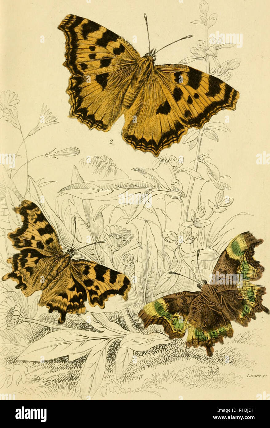 . British farfalle. Werner, Abraham Gottlob, 1749-1817; farfalle. La piastra 17. Ho Varu tsa CjdJjian  ' / â"¢/ .. Â n h hloro* virgola B. Larae sJiell Tartaruga B.. Si prega di notare che queste immagini vengono estratte dalla pagina sottoposta a scansione di immagini che possono essere state migliorate digitalmente per la leggibilità - Colorazione e aspetto di queste illustrazioni potrebbero non perfettamente assomigliano al lavoro originale. Duncan James, 1804-1861; Cuvier, Georges, barone, 1769-1832; Jardine, William, Sir, 1800-1874; Burth, Edward Henry, ex proprietario. DSI. Edinburgh : W. H. Lizars ; Londra : Henry G. Bohn Foto Stock
