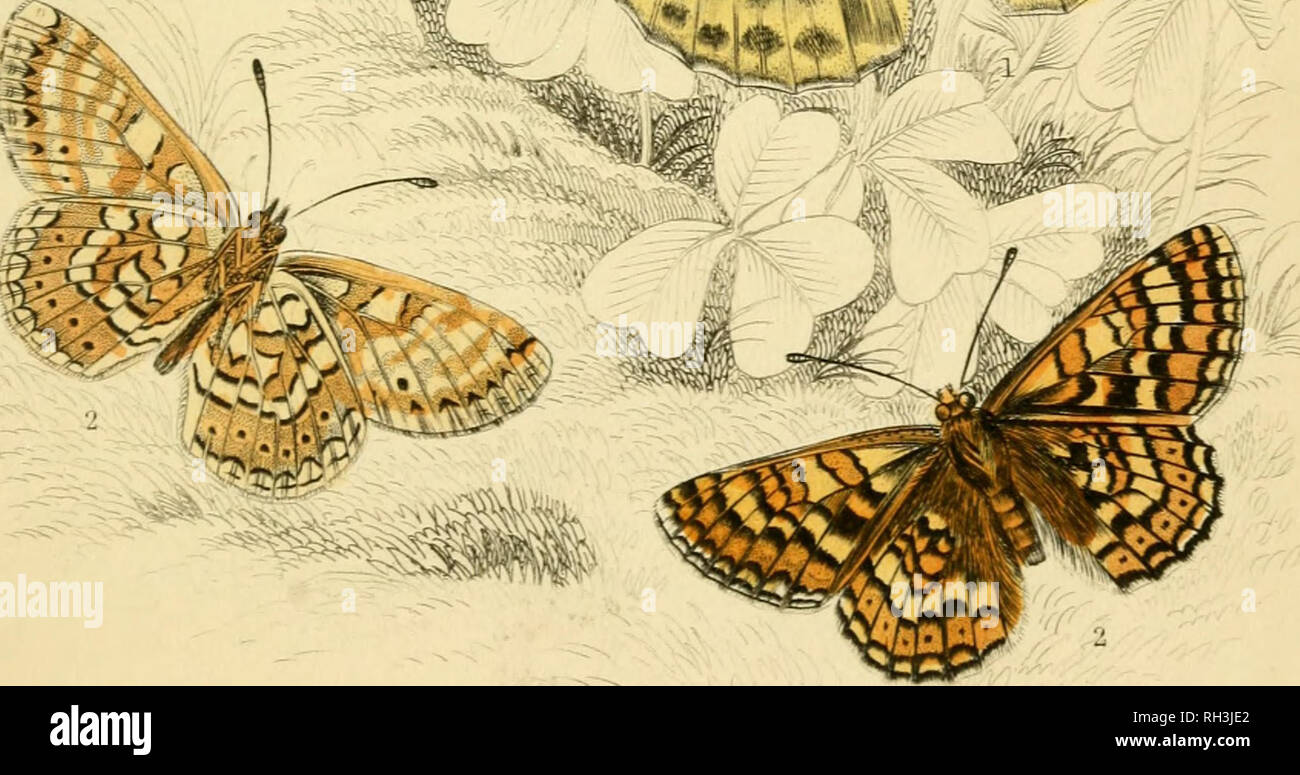. British farfalle. Werner, Abraham Gottlob, 1749-1817; farfalle. Argento WashtzlFritdlary. GlarwiUe Fi. Si prega di notare che queste immagini vengono estratte dalla pagina sottoposta a scansione di immagini che possono essere state migliorate digitalmente per la leggibilità - Colorazione e aspetto di queste illustrazioni potrebbero non perfettamente assomigliano al lavoro originale. Duncan James, 1804-1861; Cuvier, Georges, barone, 1769-1832; Jardine, William, Sir, 1800-1874; Burth, Edward Henry, ex proprietario. DSI. Edinburgh : W. H. Lizars ; Londra : Henry G. Bohn Foto Stock