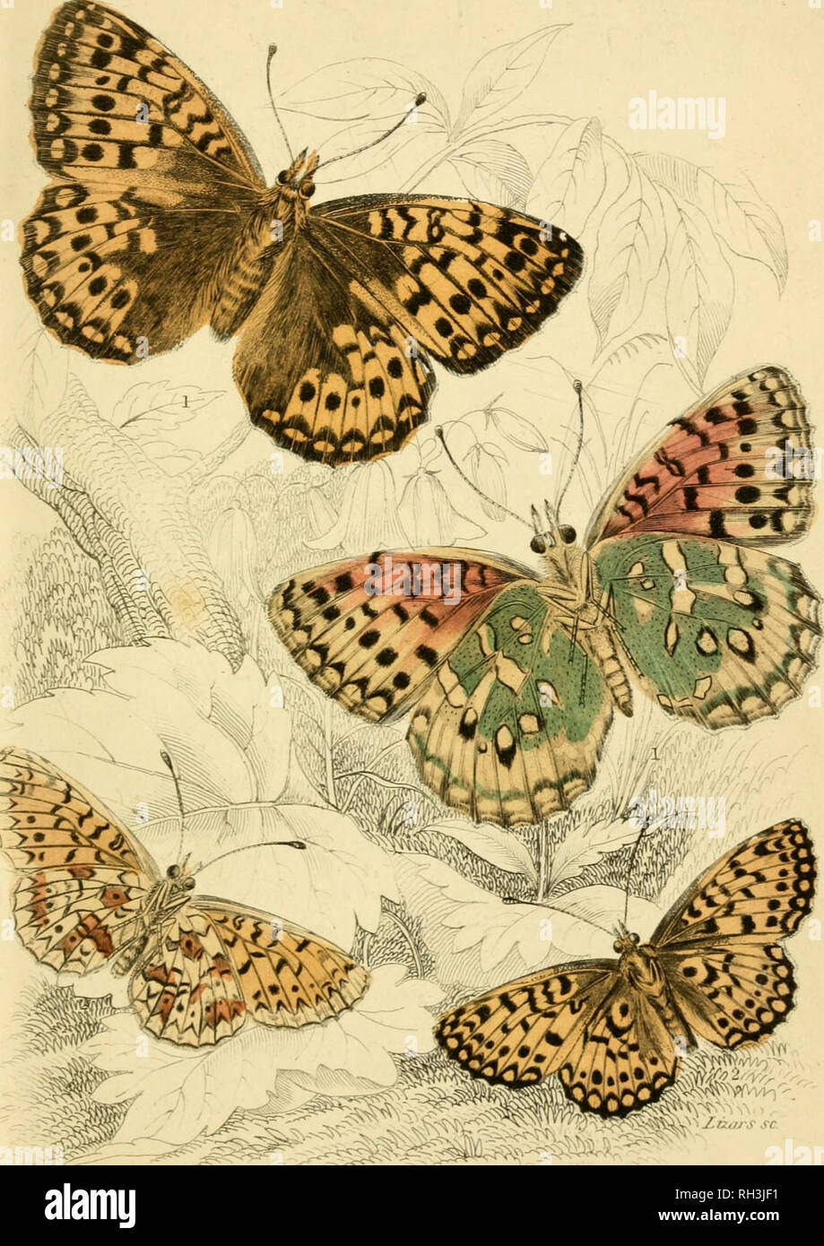 . British farfalle. Werner, Abraham Gottlob, 1749-1817; farfalle. Dark, oreen FrittUarx Pearl confina Fritfflai i. Si prega di notare che queste immagini vengono estratte dalla pagina sottoposta a scansione di immagini che possono essere state migliorate digitalmente per la leggibilità - Colorazione e aspetto di queste illustrazioni potrebbero non perfettamente assomigliano al lavoro originale. Duncan James, 1804-1861; Cuvier, Georges, barone, 1769-1832; Jardine, William, Sir, 1800-1874; Burth, Edward Henry, ex proprietario. DSI. Edinburgh : W. H. Lizars ; Londra : Henry G. Bohn Foto Stock