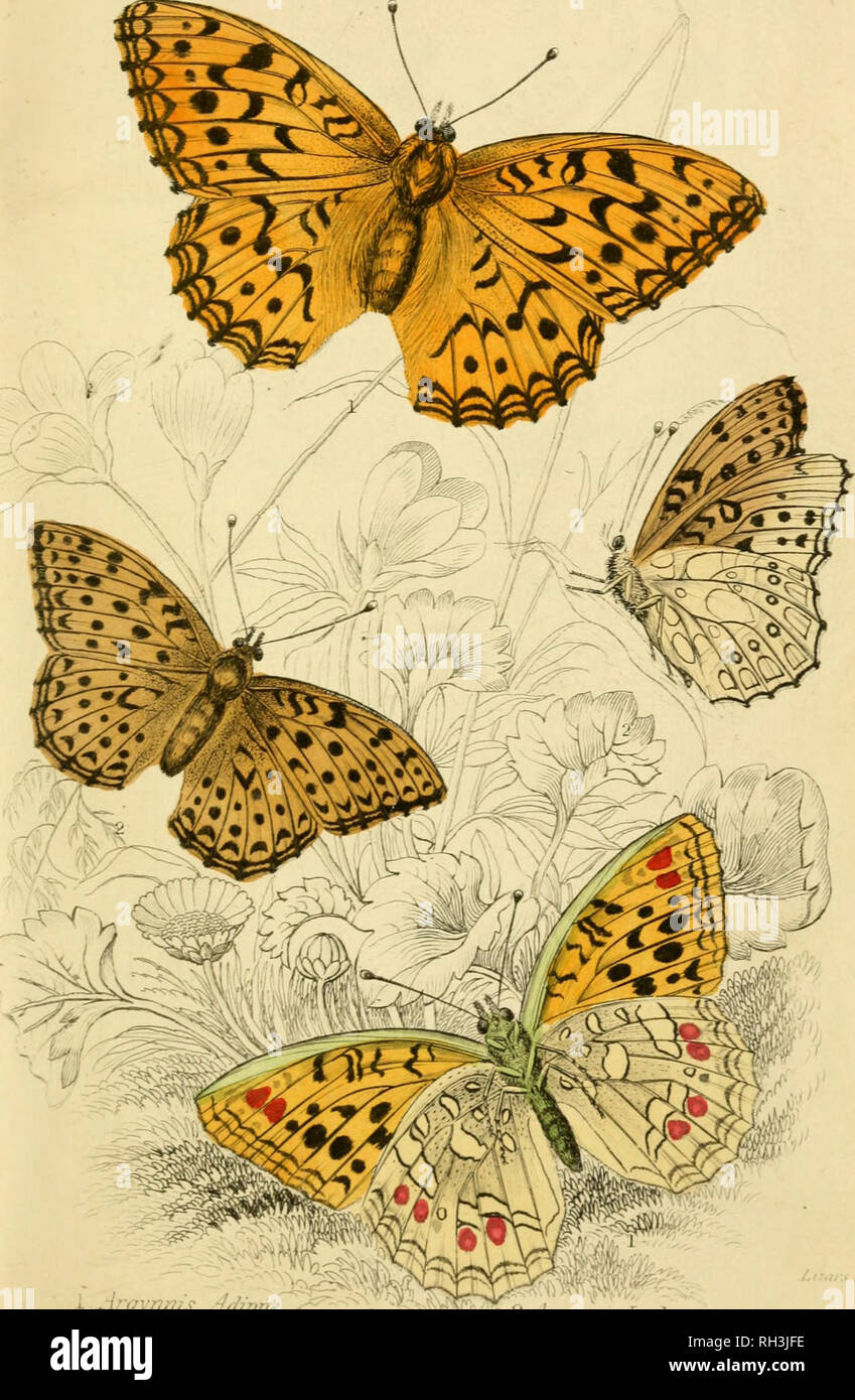 . British farfalle. Werner, Abraham Gottlob, 1749-1817; farfalle. brawn fritta, 2 AniVNiusLuf/i/'!.:,; â. Si prega di notare che queste immagini vengono estratte dalla pagina sottoposta a scansione di immagini che possono essere state migliorate digitalmente per la leggibilità - Colorazione e aspetto di queste illustrazioni potrebbero non perfettamente assomigliano al lavoro originale. Duncan James, 1804-1861; Cuvier, Georges, barone, 1769-1832; Jardine, William, Sir, 1800-1874; Burth, Edward Henry, ex proprietario. DSI. Edinburgh : W. H. Lizars ; Londra : Henry G. Bohn Foto Stock