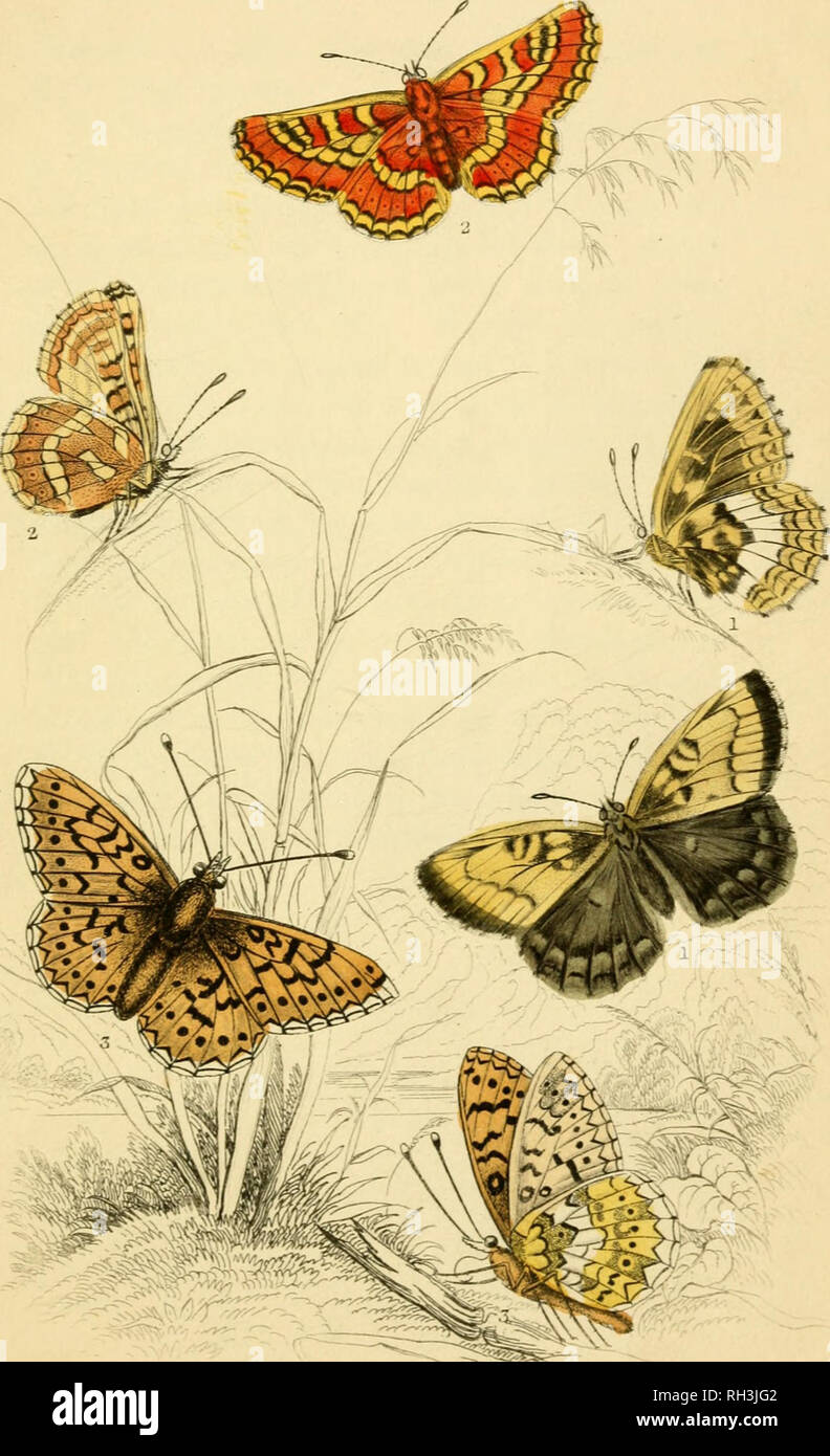 . British farfalle. Werner, Abraham Gottlob, 1749-1817; farfalle. 1. Melitaea Athaha, var. 2 2£eiitnea,Ar£i.m.e. Gr, asy Tritillary. malLPearl Voi'dered Fritillary.. Si prega di notare che queste immagini vengono estratte dalla pagina sottoposta a scansione di immagini che possono essere state migliorate digitalmente per la leggibilità - Colorazione e aspetto di queste illustrazioni potrebbero non perfettamente assomigliano al lavoro originale. Duncan James, 1804-1861; Cuvier, Georges, barone, 1769-1832; Jardine, William, Sir, 1800-1874; Burth, Edward Henry, ex proprietario. DSI. Edinburgh : W. H. Lizars ; Londra : Henry G. Bohn Foto Stock
