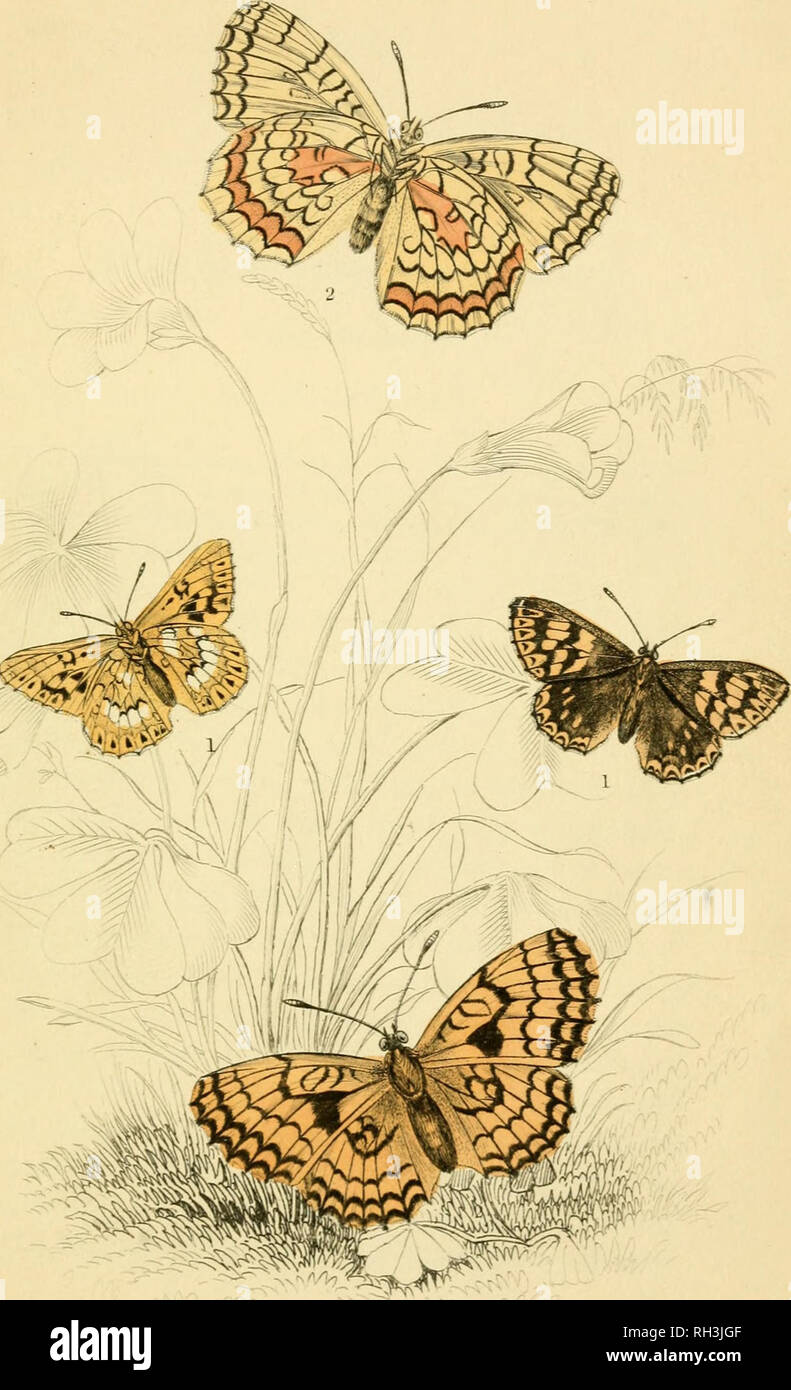 . British farfalle. Werner, Abraham Gottlob, 1749-1817; farfalle. f£iuyundpFritzZIary. Tearl 6. Si prega di notare che queste immagini vengono estratte dalla pagina sottoposta a scansione di immagini che possono essere state migliorate digitalmente per la leggibilità - Colorazione e aspetto di queste illustrazioni potrebbero non perfettamente assomigliano al lavoro originale. Duncan James, 1804-1861; Cuvier, Georges, barone, 1769-1832; Jardine, William, Sir, 1800-1874; Burth, Edward Henry, ex proprietario. DSI. Edinburgh : W. H. Lizars ; Londra : Henry G. Bohn Foto Stock