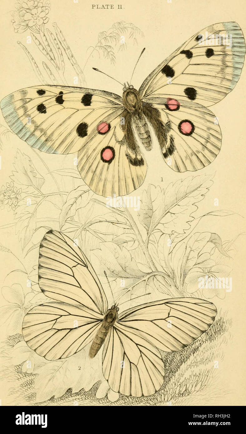 . British farfalle. Werner, Abraham Gottlob, 1749-1817; farfalle. .' Crdiou spole. Si prega di notare che queste immagini vengono estratte dalla pagina sottoposta a scansione di immagini che possono essere state migliorate digitalmente per la leggibilità - Colorazione e aspetto di queste illustrazioni potrebbero non perfettamente assomigliano al lavoro originale. Duncan James, 1804-1861; Cuvier, Georges, barone, 1769-1832; Jardine, William, Sir, 1800-1874; Burth, Edward Henry, ex proprietario. DSI. Edinburgh : W. H. Lizars ; Londra : Henry G. Bohn Foto Stock