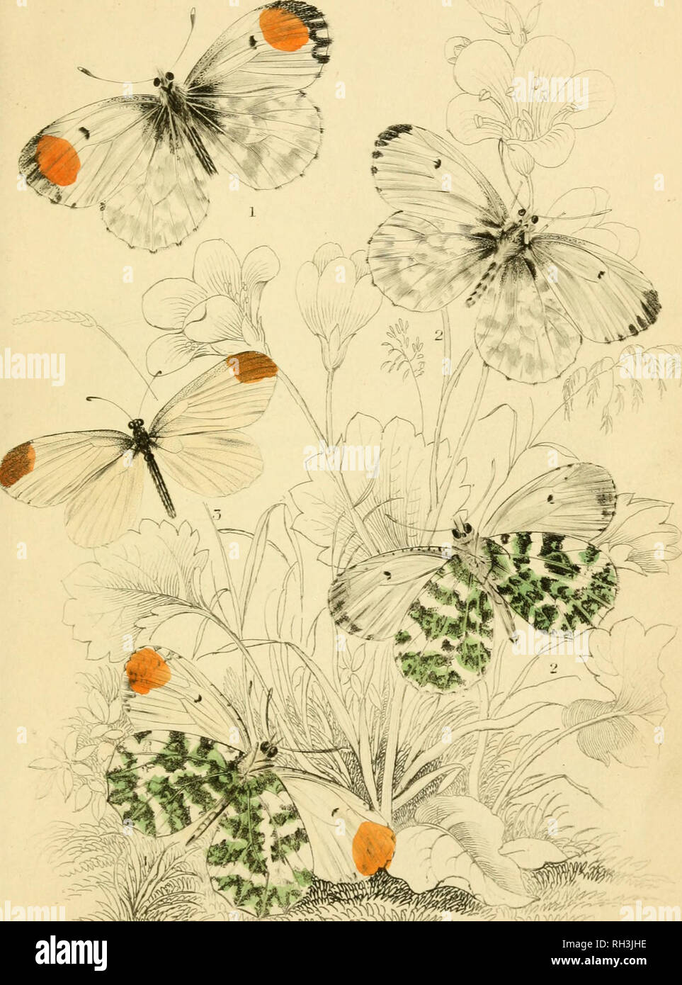 . British farfalle. Werner, Abraham Gottlob, 1749-1817; farfalle. Arancione ir izp/N/l, Woou. Si prega di notare che queste immagini vengono estratte dalla pagina sottoposta a scansione di immagini che possono essere state migliorate digitalmente per la leggibilità - Colorazione e aspetto di queste illustrazioni potrebbero non perfettamente assomigliano al lavoro originale. Duncan James, 1804-1861; Cuvier, Georges, barone, 1769-1832; Jardine, William, Sir, 1800-1874; Burth, Edward Henry, ex proprietario. DSI. Edinburgh : W. H. Lizars ; Londra : Henry G. Bohn Foto Stock