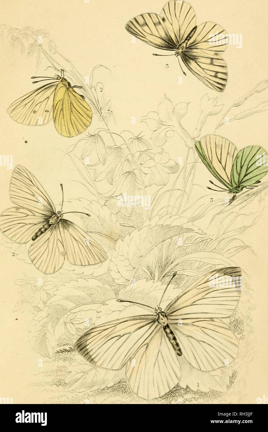 . British farfalle. Werner, Abraham Gottlob, 1749-1817; farfalle. Piastra. - EartyWfute Diisky vei/ICD Whire.. Si prega di notare che queste immagini vengono estratte dalla pagina sottoposta a scansione di immagini che possono essere state migliorate digitalmente per la leggibilità - Colorazione e aspetto di queste illustrazioni potrebbero non perfettamente assomigliano al lavoro originale. Duncan James, 1804-1861; Cuvier, Georges, barone, 1769-1832; Jardine, William, Sir, 1800-1874; Burth, Edward Henry, ex proprietario. DSI. Edinburgh : W. H. Lizars ; Londra : Henry G. Bohn Foto Stock