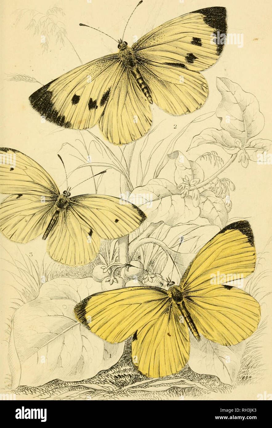 . British farfalle. Werner, Abraham Gottlob, 1749-1817; farfalle. j.j'emtia stupri, maschio. Comune, cavolo!}. mall White £. Si prega di notare che queste immagini vengono estratte dalla pagina sottoposta a scansione di immagini che possono essere state migliorate digitalmente per la leggibilità - Colorazione e aspetto di queste illustrazioni potrebbero non perfettamente assomigliano al lavoro originale. Duncan James, 1804-1861; Cuvier, Georges, barone, 1769-1832; Jardine, William, Sir, 1800-1874; Burth, Edward Henry, ex proprietario. DSI. Edinburgh : W. H. Lizars ; Londra : Henry G. Bohn Foto Stock