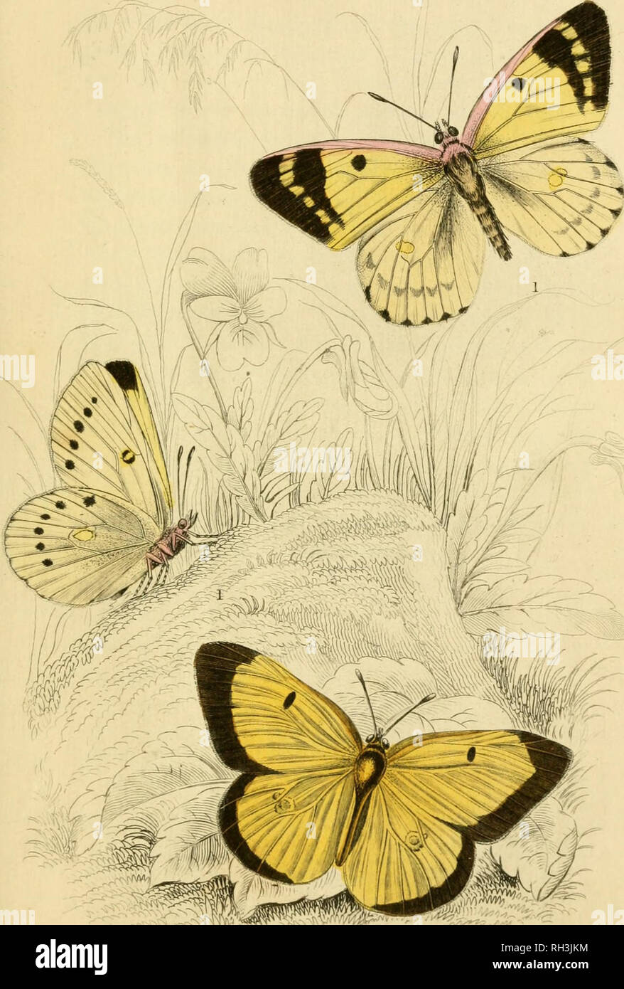 . British farfalle. Werner, Abraham Gottlob, 1749-1817; farfalle. }Â ColzasHyaU. l . Destino cloudedyeUow s, Arce offuscato veUow A. Si prega di notare che queste immagini vengono estratte dalla pagina sottoposta a scansione di immagini che possono essere state migliorate digitalmente per la leggibilità - Colorazione e aspetto di queste illustrazioni potrebbero non perfettamente assomigliano al lavoro originale. Duncan James, 1804-1861; Cuvier, Georges, barone, 1769-1832; Jardine, William, Sir, 1800-1874; Burth, Edward Henry, ex proprietario. DSI. Edinburgh : W. H. Lizars ; Londra : Henry G. Bohn Foto Stock