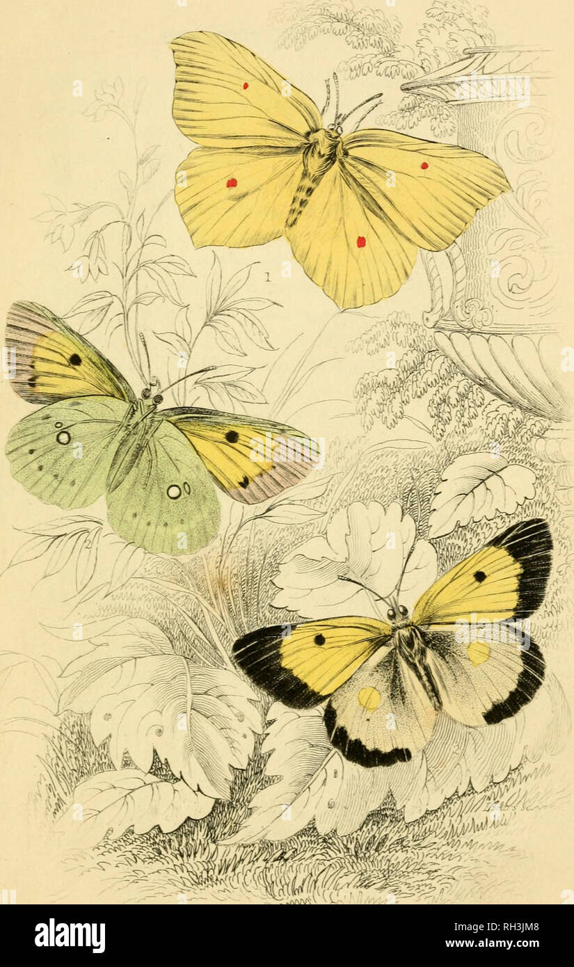 . British farfalle. Werner, Abraham Gottlob, 1749-1817; farfalle. GonepteryxBhcurwi,. 2 Colias editsa. Brimsto Cloud. Si prega di notare che queste immagini vengono estratte dalla pagina sottoposta a scansione di immagini che possono essere state migliorate digitalmente per la leggibilità - Colorazione e aspetto di queste illustrazioni potrebbero non perfettamente assomigliano al lavoro originale. Duncan James, 1804-1861; Cuvier, Georges, barone, 1769-1832; Jardine, William, Sir, 1800-1874; Burth, Edward Henry, ex proprietario. DSI. Edinburgh : W. H. Lizars ; Londra : Henry G. Bohn Foto Stock