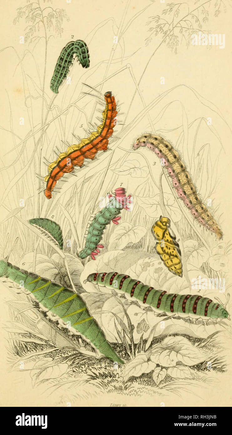. British farfalle. Werner, Abraham Gottlob, 1749-1817; farfalle. . Si prega di notare che queste immagini vengono estratte dalla pagina sottoposta a scansione di immagini che possono essere state migliorate digitalmente per la leggibilità - Colorazione e aspetto di queste illustrazioni potrebbero non perfettamente assomigliano al lavoro originale. Duncan James, 1804-1861; Cuvier, Georges, barone, 1769-1832; Jardine, William, Sir, 1800-1874; Burth, Edward Henry, ex proprietario. DSI. Edinburgh : W. H. Lizars ; Londra : Henry G. Bohn Foto Stock