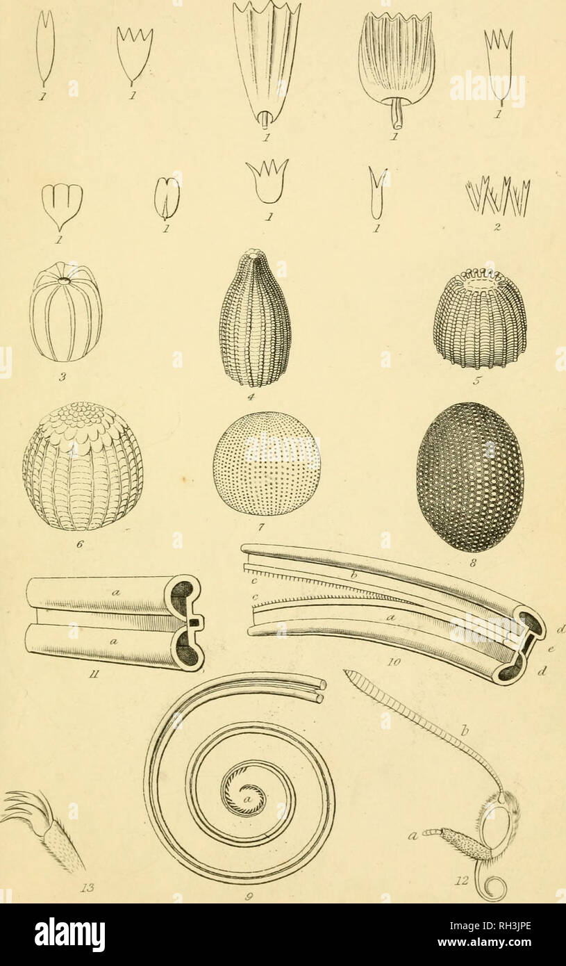 . British farfalle. Werner, Abraham Gottlob, 1749-1817; farfalle. . Si prega di notare che queste immagini vengono estratte dalla pagina sottoposta a scansione di immagini che possono essere state migliorate digitalmente per la leggibilità - Colorazione e aspetto di queste illustrazioni potrebbero non perfettamente assomigliano al lavoro originale. Duncan James, 1804-1861; Cuvier, Georges, barone, 1769-1832; Jardine, William, Sir, 1800-1874; Burth, Edward Henry, ex proprietario. DSI. Edinburgh : W. H. Lizars ; Londra : Henry G. Bohn Foto Stock