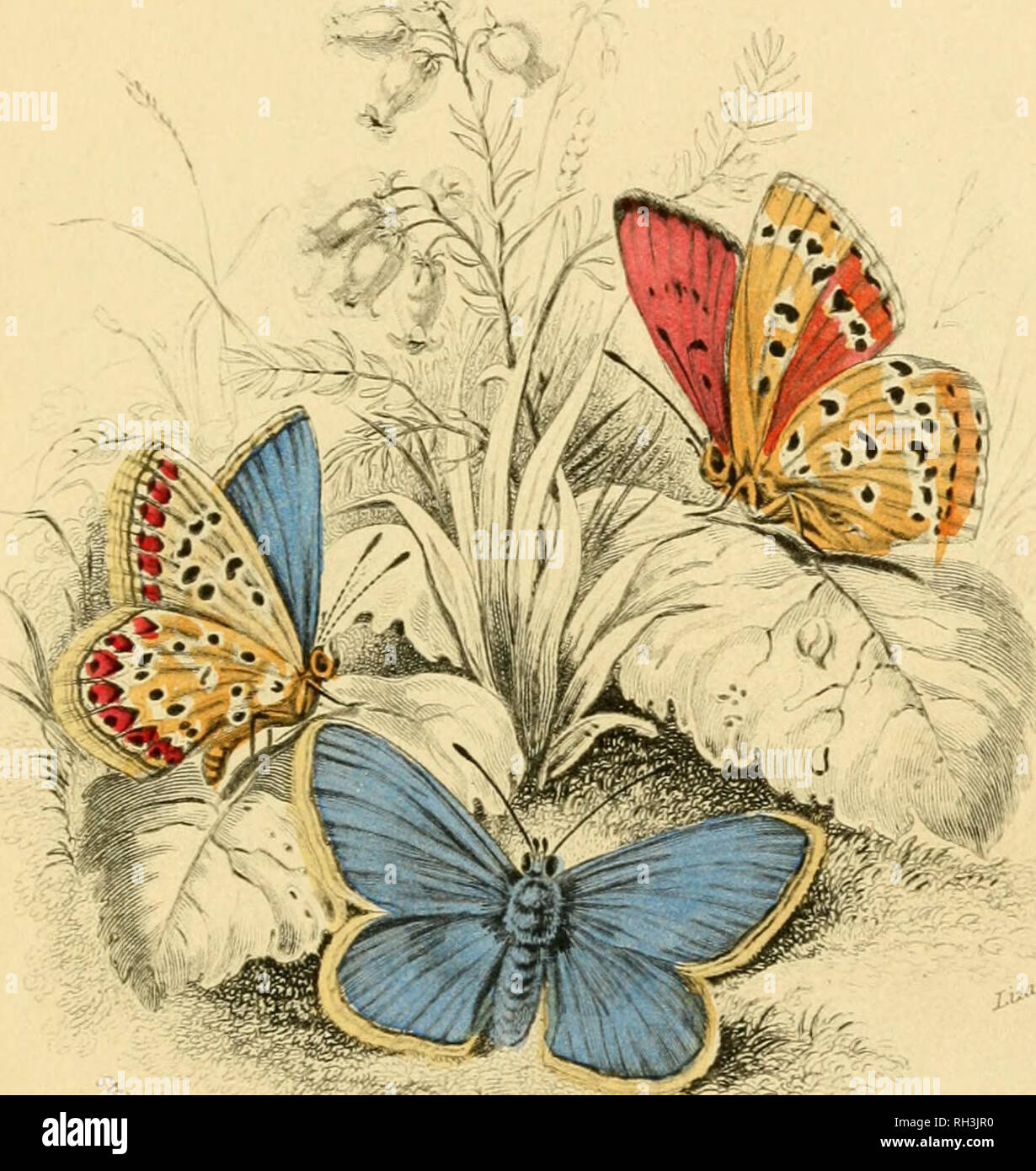 . British farfalle. Werner, Abraham Gottlob, 1749-1817; farfalle. 'NIK WJSr&amp;R£HL3!tfS IjIBJUsMT, MW WM OLIO £)0X. opper &AMP; Comune Butterflie blu v,, B0"M.. Si prega di notare che queste immagini vengono estratte dalla pagina sottoposta a scansione di immagini che possono essere state migliorate digitalmente per la leggibilità - Colorazione e aspetto di queste illustrazioni potrebbero non perfettamente assomigliano al lavoro originale. Duncan James, 1804-1861; Cuvier, Georges, barone, 1769-1832; Jardine, William, Sir, 1800-1874; Burth, Edward Henry, ex proprietario. DSI. Edinburgh : W. H. Lizars ; Londra : Henry G. Bohn Foto Stock