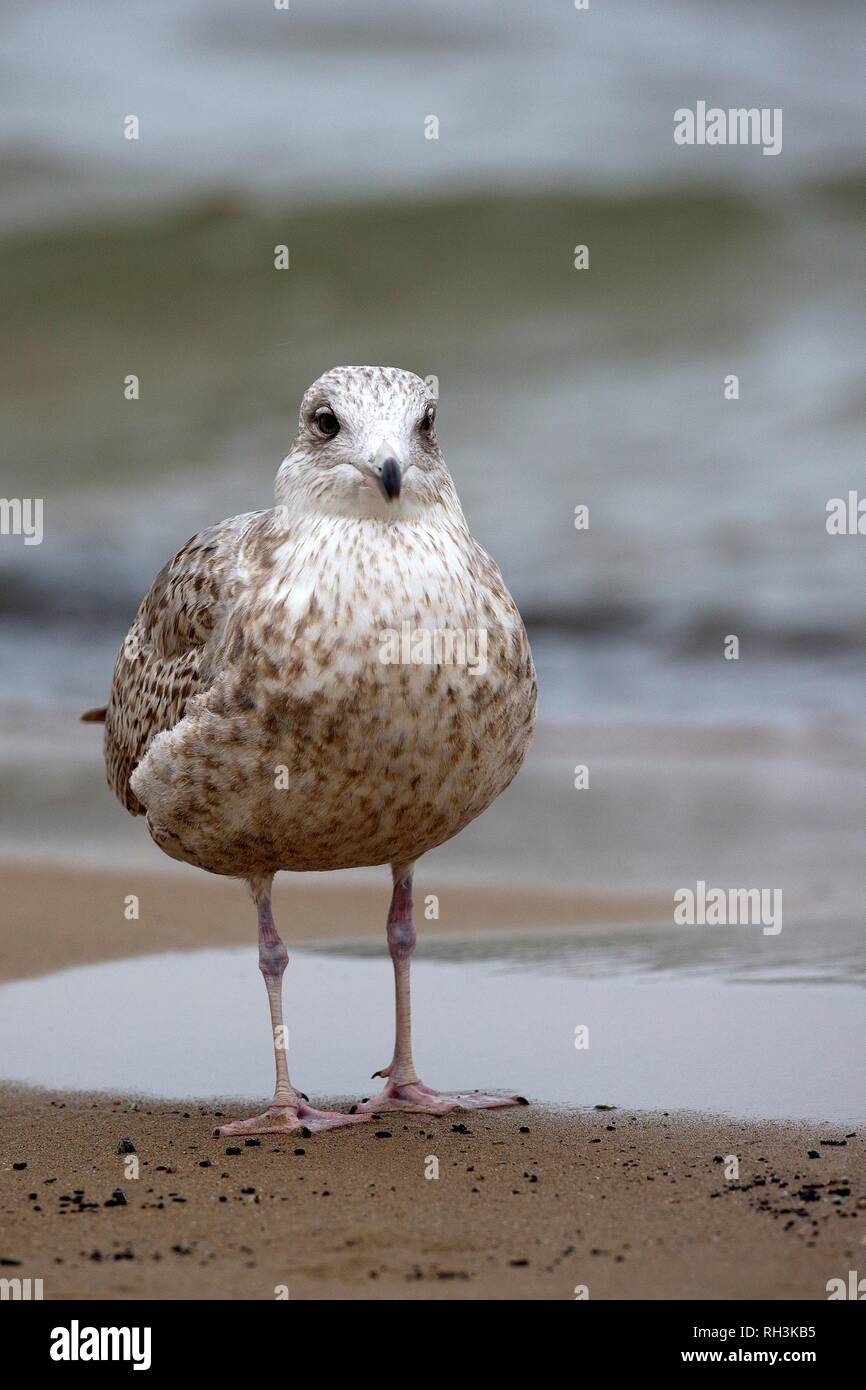 Aringa Gull vicino al mare Foto Stock
