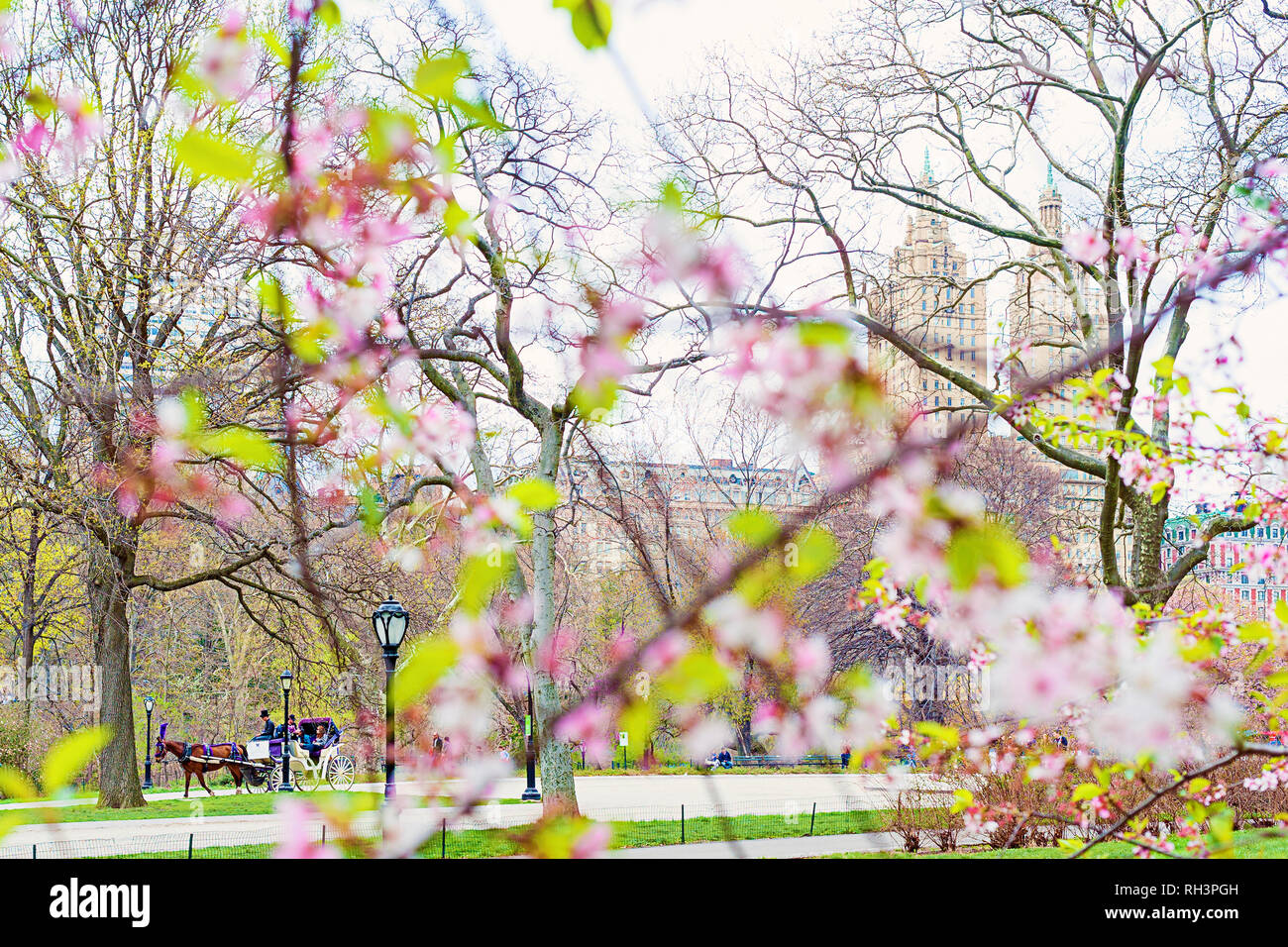 Cabina Hansom fioriture primaverili nel Central Park di New York City. Foto Stock