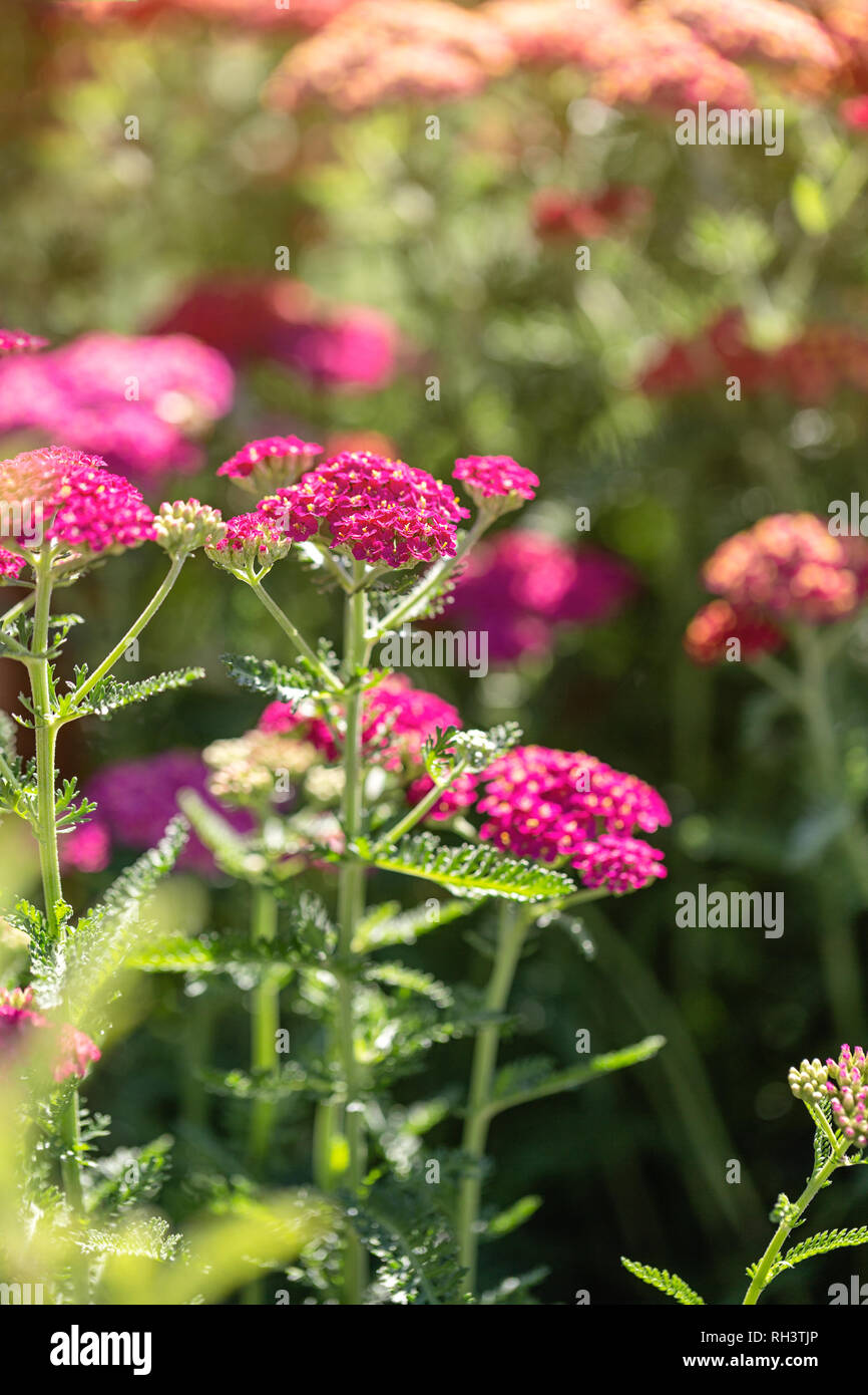 Yarrow " Red Velvet' in fiore Foto Stock