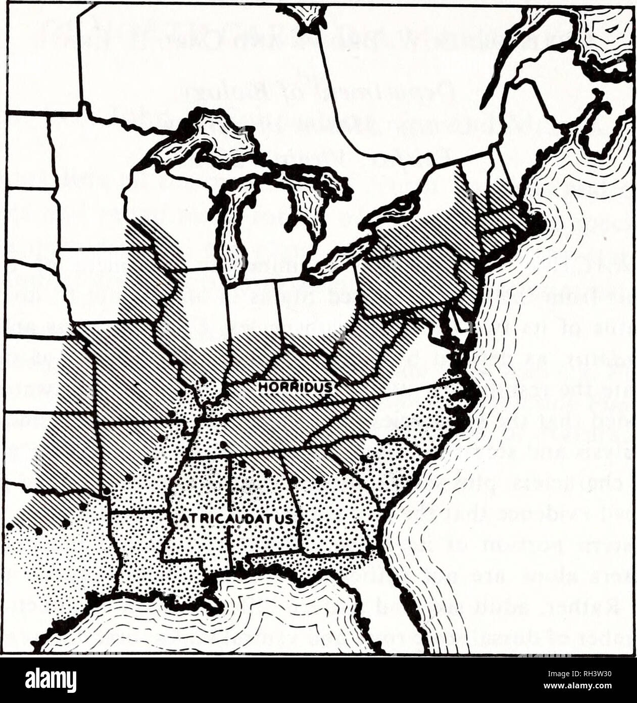 . Brimleyana. Zoologia; Ecologia; storia naturale. 58 Christopher W. marrone e Carl H. Ernst 7". Fig. 1. Gamma di Crotalus horridus (da Klauber 1972). County e verso sud come intergrades, perché i campioni di atri- caudatus da contee confinanti con il fiume Mississippi più strettamente horridus somigliava in alcuni caratteri. Uno studio condotto da Pisani et al. (1973), ha concluso che, sulla base di 13 caratteri morfologici, il riconoscimento delle sottospecie in C. horridus non potrebbe essere giustificato. Essi hanno preso in esame i campioni di località in tutta la gamma, comprese le popolazioni occidentali dove intergr Foto Stock