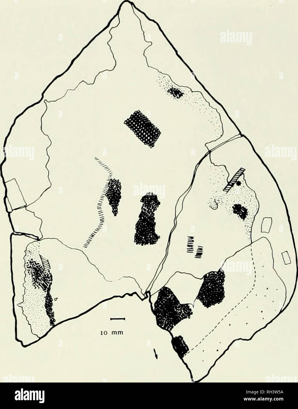 . Breviora. BREVIORA n. 486. La figura 1. Thelodus macintoshi Stetson 1928= Thelodus parvidens Agassiz 1838. Holotype, MCZ 2035. Chiudere punteggiando: piccolo T. parvidens scale in parte, verso i lati del cuore-nodulo sagomato (probabilmente la regione delle pinne pettorali). Scale più grandi nel centro; buona patch articolato illustrato. Asterisco mark: una scala di T. trilobatus. Barre parallele: crepe del nodulo con slickensides. I rettangoli chiari: modello di etichette. La freccia rivolta verso la parte anteriore. kESULTS materiale. Esame della Stetson di campioni e la sua thin sec- zioni (a cui il 1928 piastre non fare justi Foto Stock