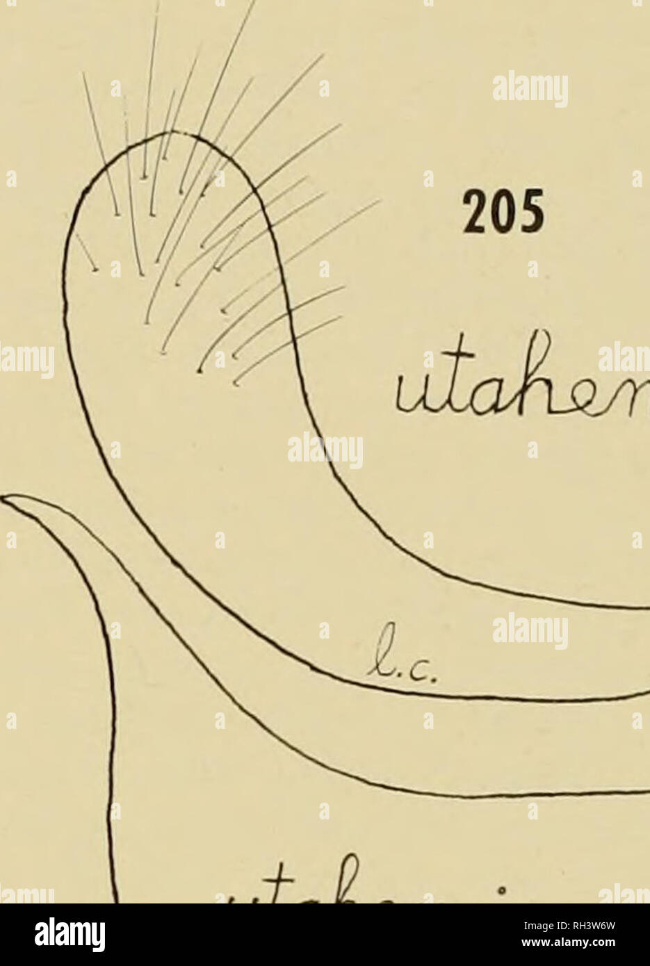 . La Brigham Young University science bollettino. Biologia -- periodici. MlRIDAE del Nevada SlTE prova 145 Parthenicus nicholellus, nuove specie Fig. 206 corre nella chiave del distico con fus- cosus dal quale esso può essere separato per la più breve rostro; distinti dalla struttura del maschio claspers (Fig. 206). Maschio. Lunghezza 3,6 mm, larghezza 1,15 mm. Testa : Testa: larghezza .66 mm, vertex .23 mm; pallida. Rostro, lunghezza 1,05 mm, raggiungendo all apice di hind coxae. Antenne: segmento I, lunghezza .24 mm, pallido a dusky; II, 1.10 mm, il pallido e il giallo- lowish; III, .68 mm, dusky giallo; IV, .31 mm, dusky. Pronotum, le Foto Stock