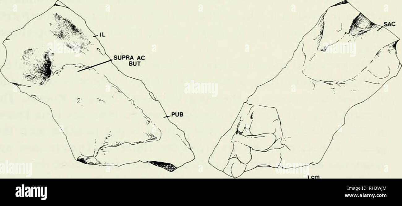 . Breviora. La figura 9. Estremità prossimale di ulna di un) Stereophallodon e ulna di B) Ophiaco- don, e C) Dimetrodon. Disegno di Stereophallodon basato su MCZ 6618. Disegnare- rali di Ophiacodon e Dimetrodon da Romer e prezzo (1940). La figura 10. Parziale della pelvi Stereophallodon in mediale e viste. Disegno basato su MCZ 6618. Abbreviazioni: IL, osso iliaco; PUB, il pube; SAC, superficie articolare per la costola sacrale; SUPRA AC MA, supra-acetabolare a contrafforte. mid-superficie ventrale. Questo è differente dalla condizione di Ophiaco- don, dove la cresta è una cresta affilata situato lungo il bordo fibulad. Si prega di notare Foto Stock