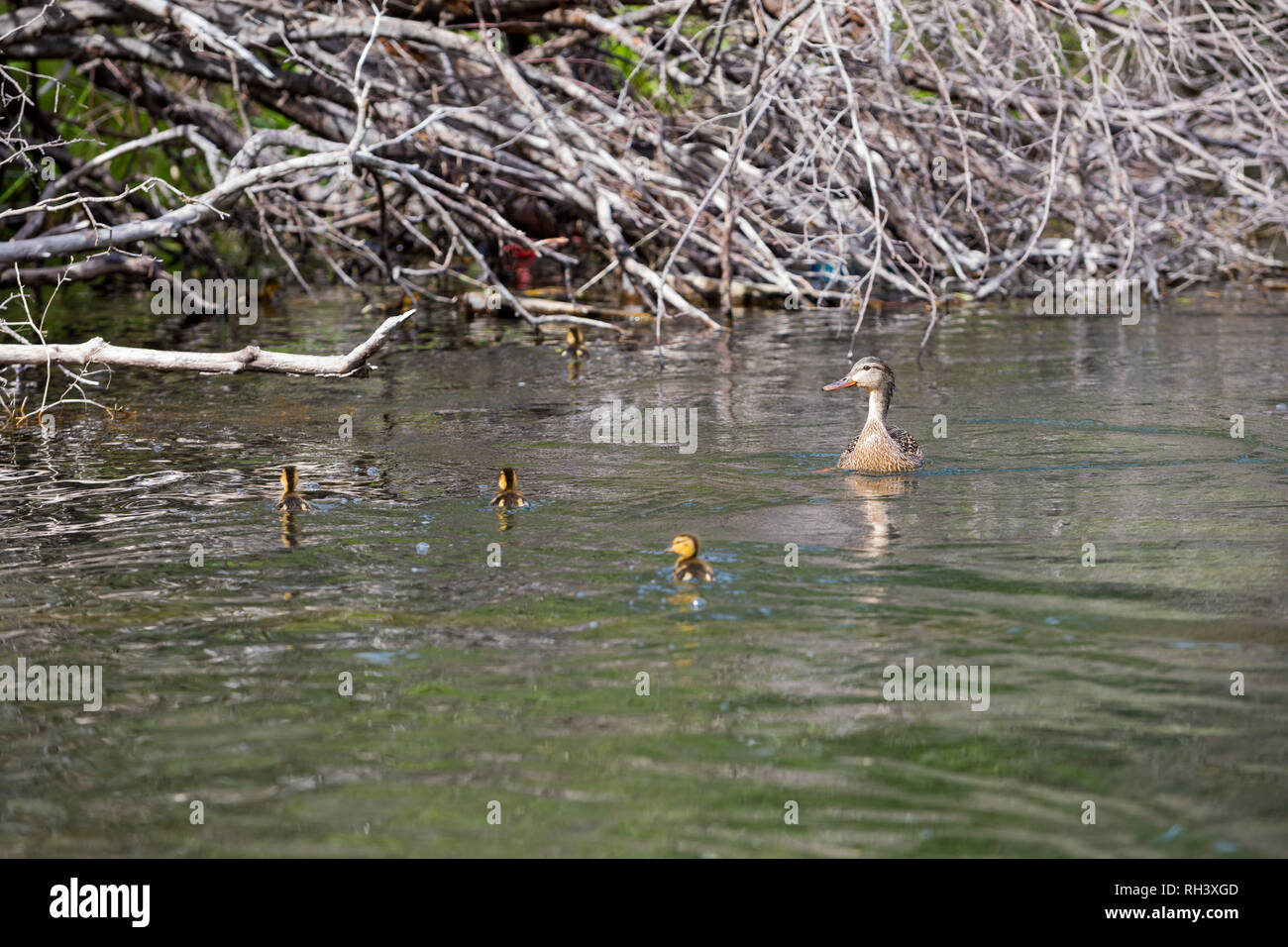 Abbassare il fiume Deschutes Oregon Fly Fishing viaggio a maggio Foto Stock