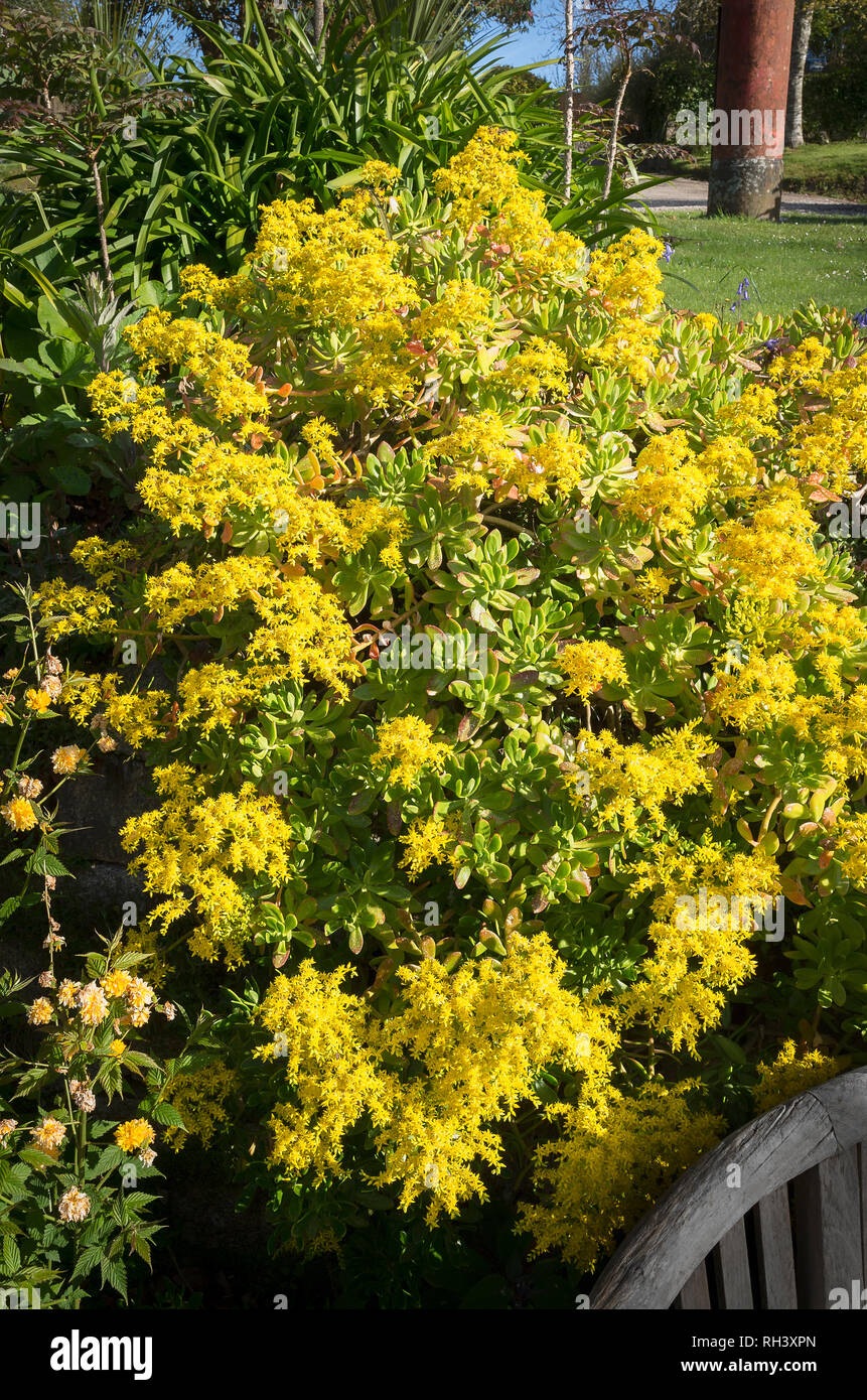 Aeonium arboreum recanti il giallo dei fiori in un giardino della Cornovaglia a inizio estate nel Regno Unito Foto Stock