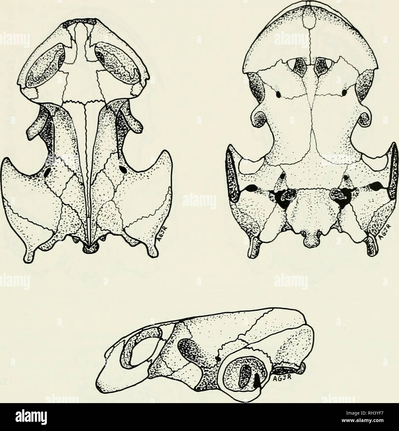 . Breviora. 1994 Nuovo CHELODINA DA PAPUA NUOVA GUINEA 17. La figura 10. Dorsale e ventrale e viste laterali del cranio di Chelodina novaeguineae (AGJR-T 504,178 mm lunghezza del carapace dalla femmina Boze, Binaturi River, provincia occidentale, Papua Nuova Guinea). amined era una femmina di misurare 207 mm, ma Philip Hall (per- sonal comunicazione) ha fotografato e misurato a 218 mm campione dall'Irian Jaya-Papua Nuova Guinea confine. Il più grande esemplare di Australian C. novaeguineae ho esaminato il mea- sicuri 279 mm, ma Cann (1978) record 300 mm come la dimensione massima. Il più grande esemplare di C. reimanni ho esaminato me Foto Stock