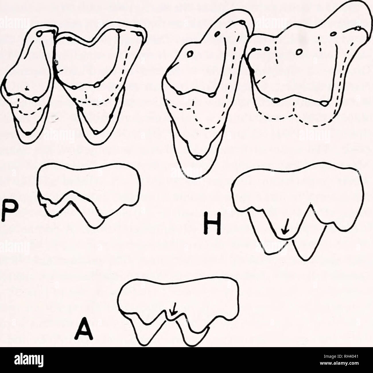 . Breviora. 1978 DENTI DI MAMMIFERI DI TRIBOSPHENIC PATTERN. La figura 1. P, ultimi due molari superiori di Pappotherium pattersoni, SMF-SMU 61725, e vista boccale del penultimo molare. H, la stessa, Holoclemensia texana, SMP-SMU 62099 e 62147. Un, boccale vista di molari superiori di Alphadon marshi. Stylar cuspide c è indicato da una freccia. forme degli ultimi due denti che Pappotherium aveva solo tre molari. Lillegraven (1969, 1974) e Hoffstetter (1970, 1972) ritengono che il marsupiale-differenziazione placentare è stata causa di isolamento su dif- ferent continenti. Placentals in Asia e i marsupiali in America del Nord Foto Stock