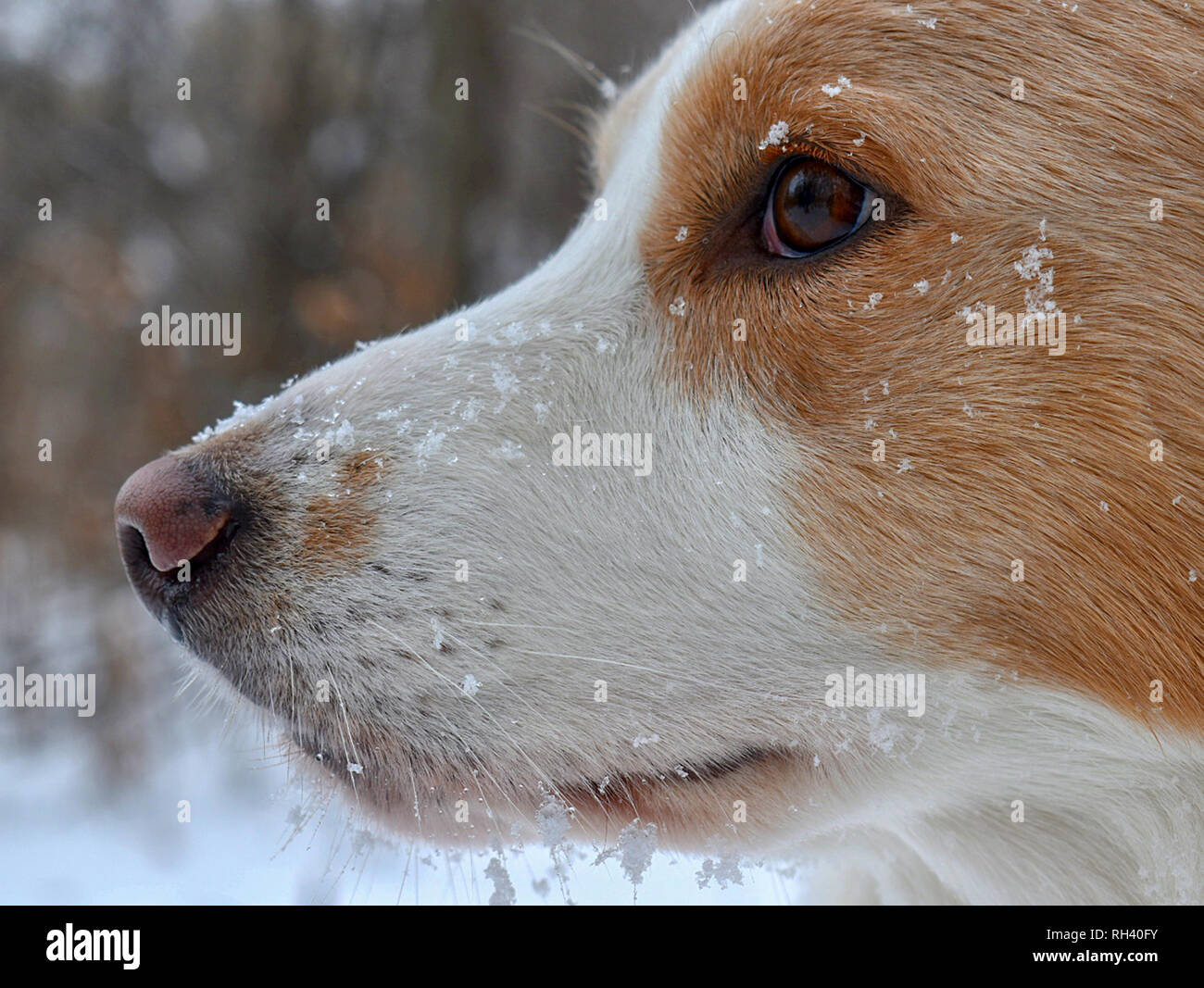 Cane guardando, fissando nella neve Foto Stock