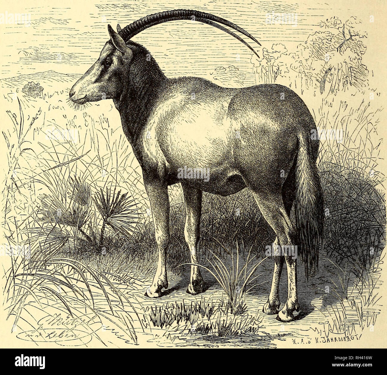 . Brehms Tierleben : allgemeine Kunde des Tierreichs : mit 1800 Abbildungen im Testo, 9 Karten und 180 Tafeln in Farbendruck und Holzschnitt. Zoologia; il comportamento di animali. 370 ©Ifte Drbnung: ^^aarje^er; britte ^^amiHe: §orntiere. tücniöften von benen, welche in einer beftimmten ©egenb leben, nberljaupt fe^en essere= fommt. ©ie fliel;en, e!)e ber Steiler fid^ mi^nen näf)ERT. S^ad) meinen ^eobad^tnngen meiben fie ben W^alh; in ^orbofan Ifialten fie M nnr in ber "steppa auf. ©ort gibt ifinen bie fo reid)e Pflanzenwelt l^inläng(i$e 9lal)rung, unb wenn bann bie gelt ber ©ürre unb 2(rmut, ber 2Binter, fommt, Foto Stock