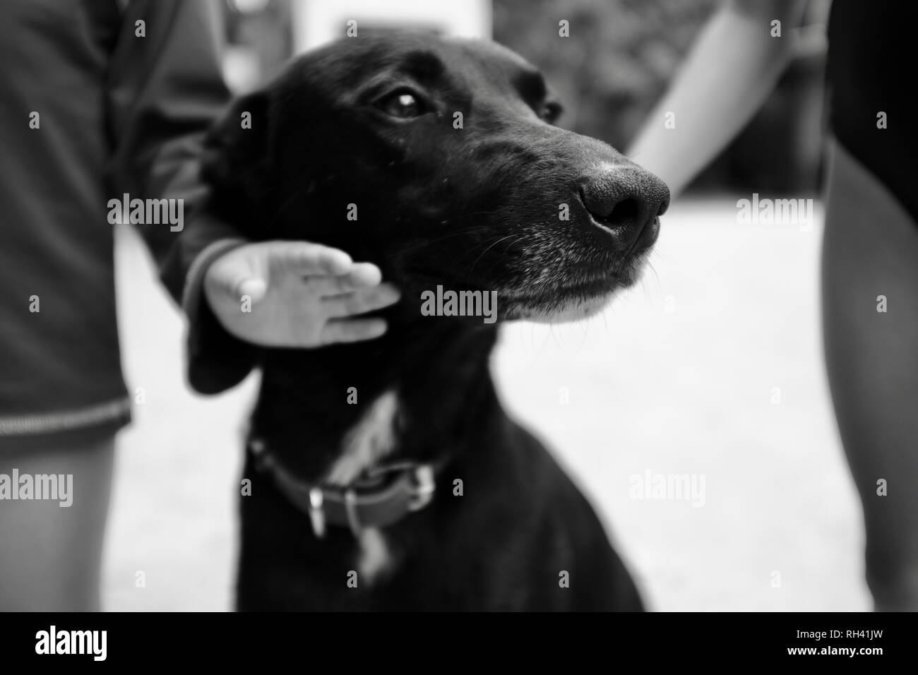 Ritratto di un simpatico cane nero essendo petted dai bambini, Finch Hatton, Queensland 4756, Australia Foto Stock