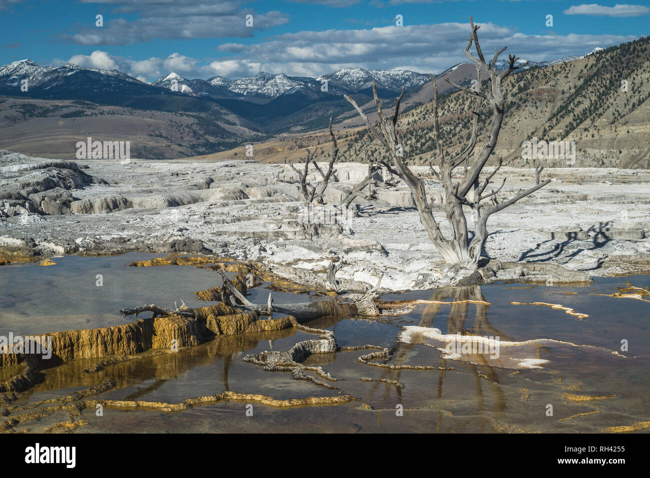 Lungo gli alberi morti aumento da terrazze mineralizzata a Mammoth Hot Springs prima di una splendida vista delle montagne innevate al Parco Nazionale di Yellowstone. Foto Stock